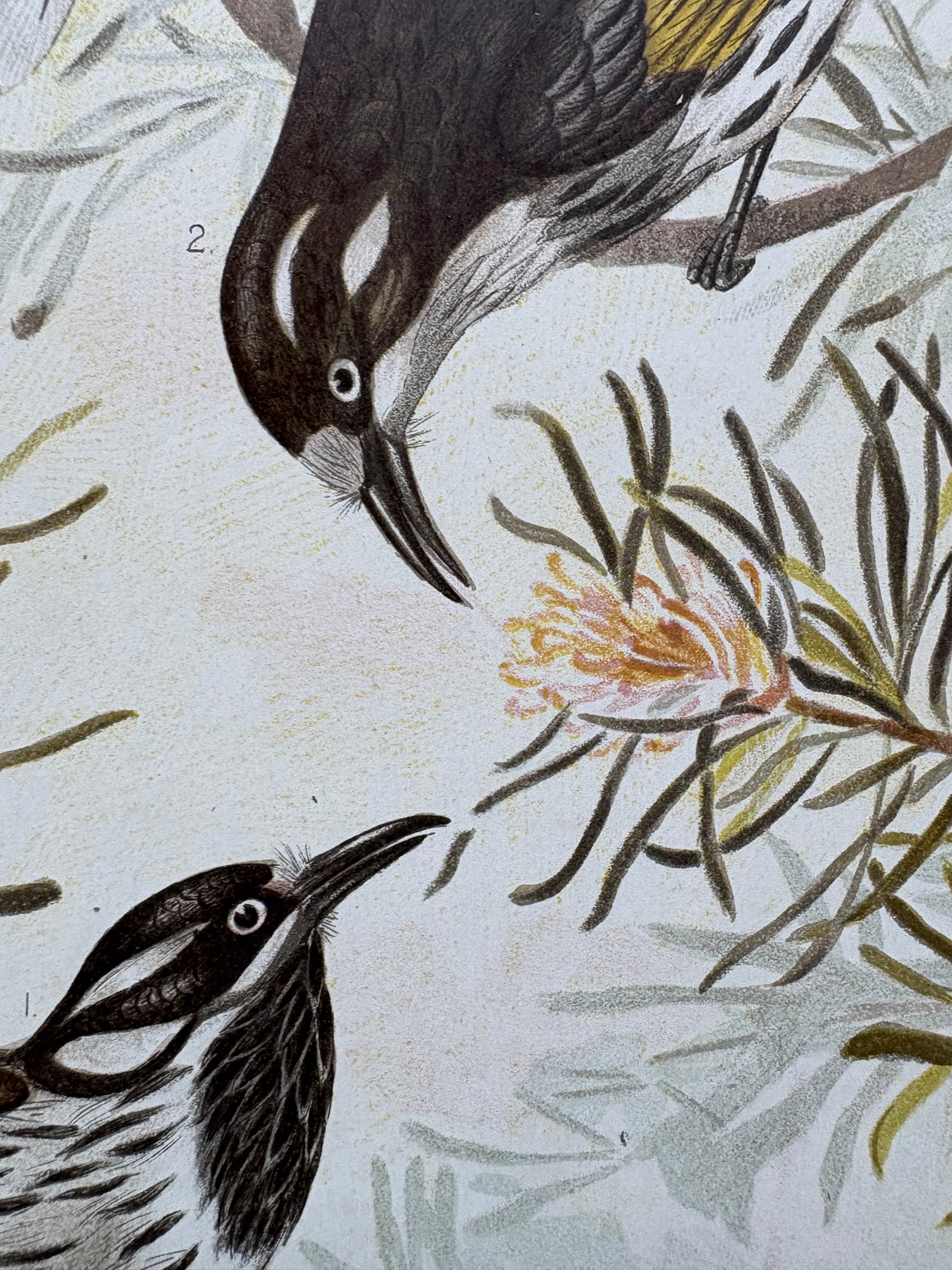 1891 Antique lithographic print, Gracius Broinowski, White-tailed Kingfisher, Australian birds, unframed art