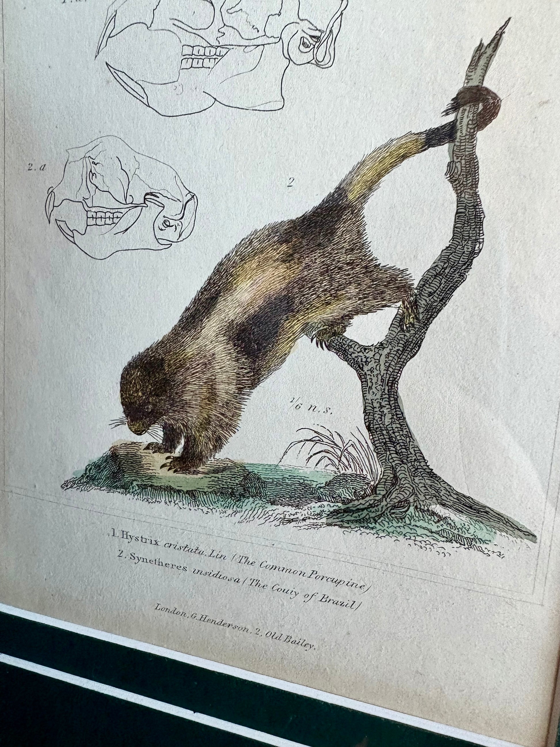 1830s Copperplate engraving, hand coloured,French, Porcupine, framed art, antique