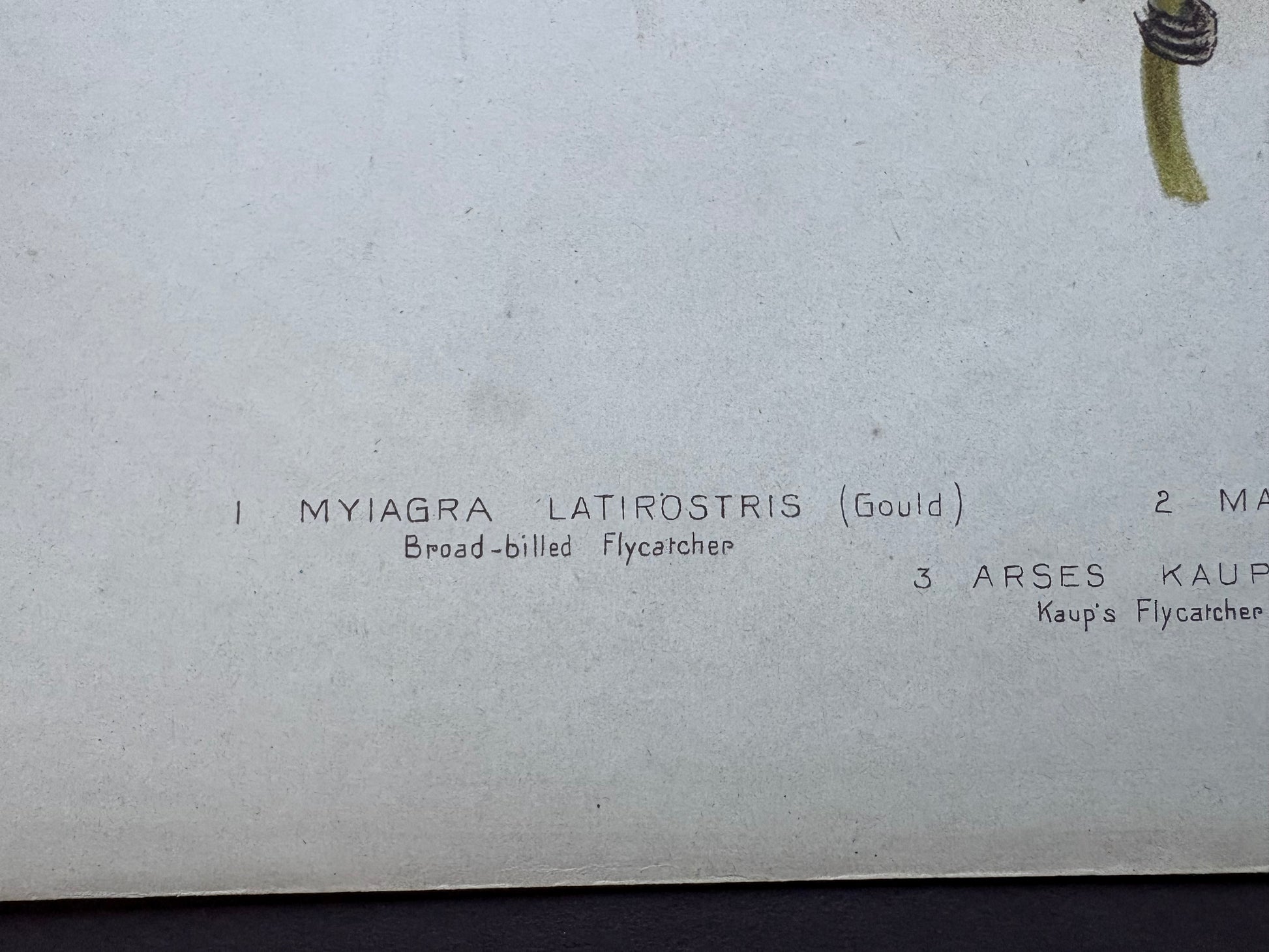 1891 Antique lithographic print, Gracius Broinowski, Honeyeater, Australian birds, unframed art