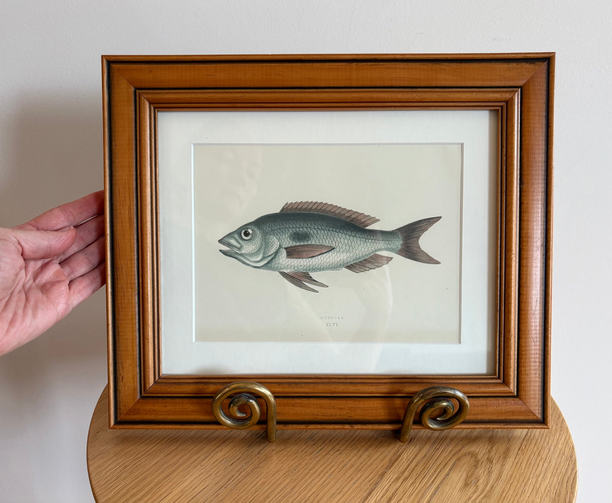 1860s Genuine antique fish engraving, hand coloured, framed original vintage wall art