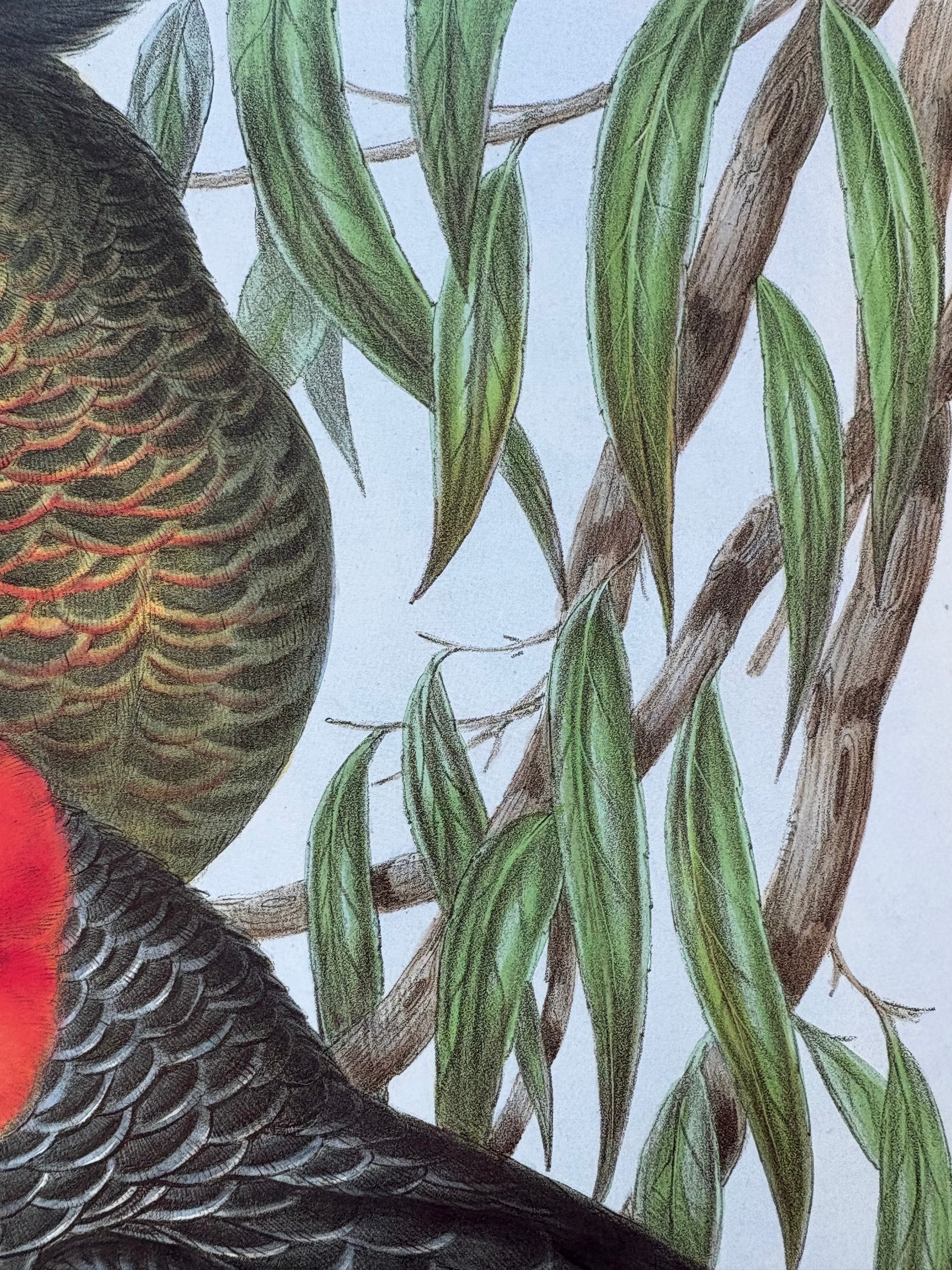 1989 Authentic limited Edition Gould print, Gang Gang Cockatoo, vintage art