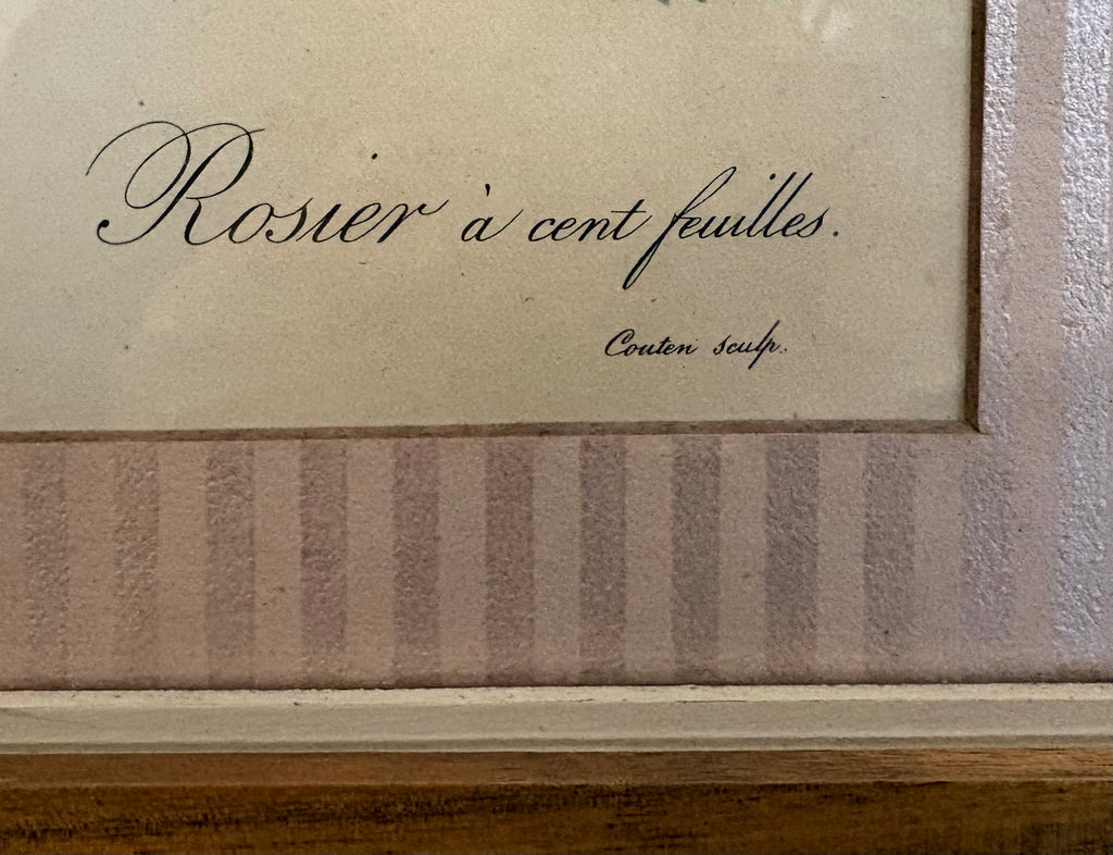1950s framed print after Redoute, Roses, French art