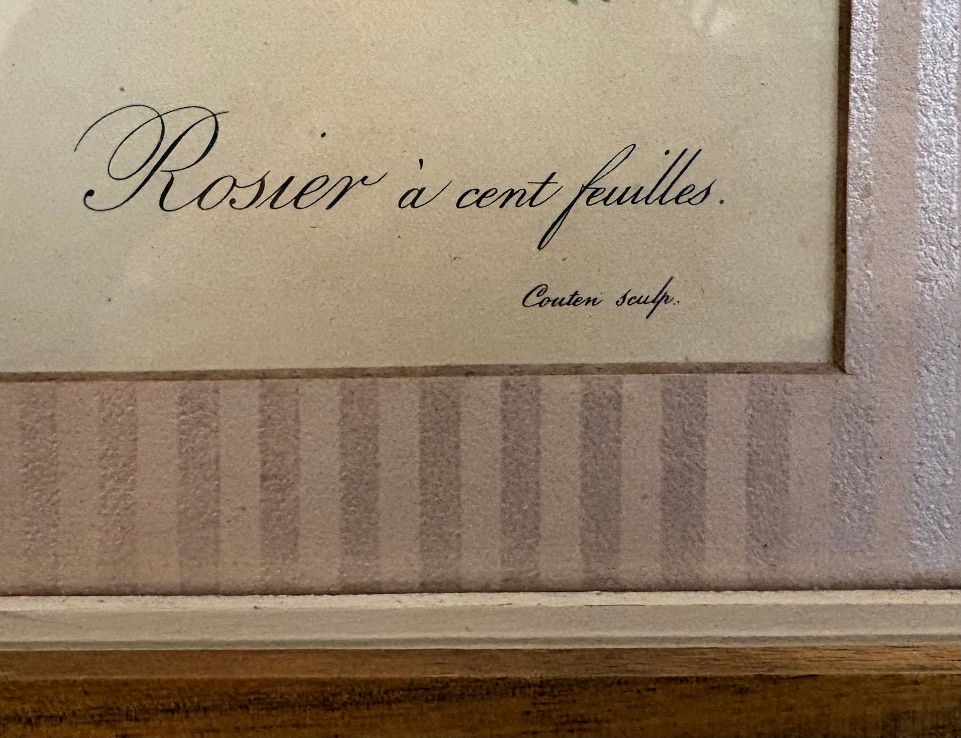 1950s framed print after Redoute, Roses, French art