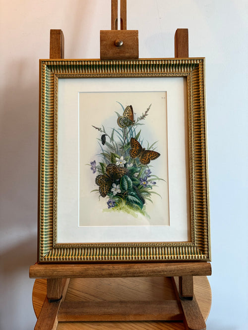 1840s Genuine antique butterfly lithograph with hand colouring, flowers, vintage framed art