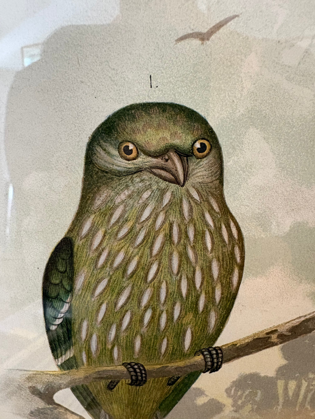 1891 Antique lithographic print, Gracius Broinowski, Bowerbird, Australian birds, framed art