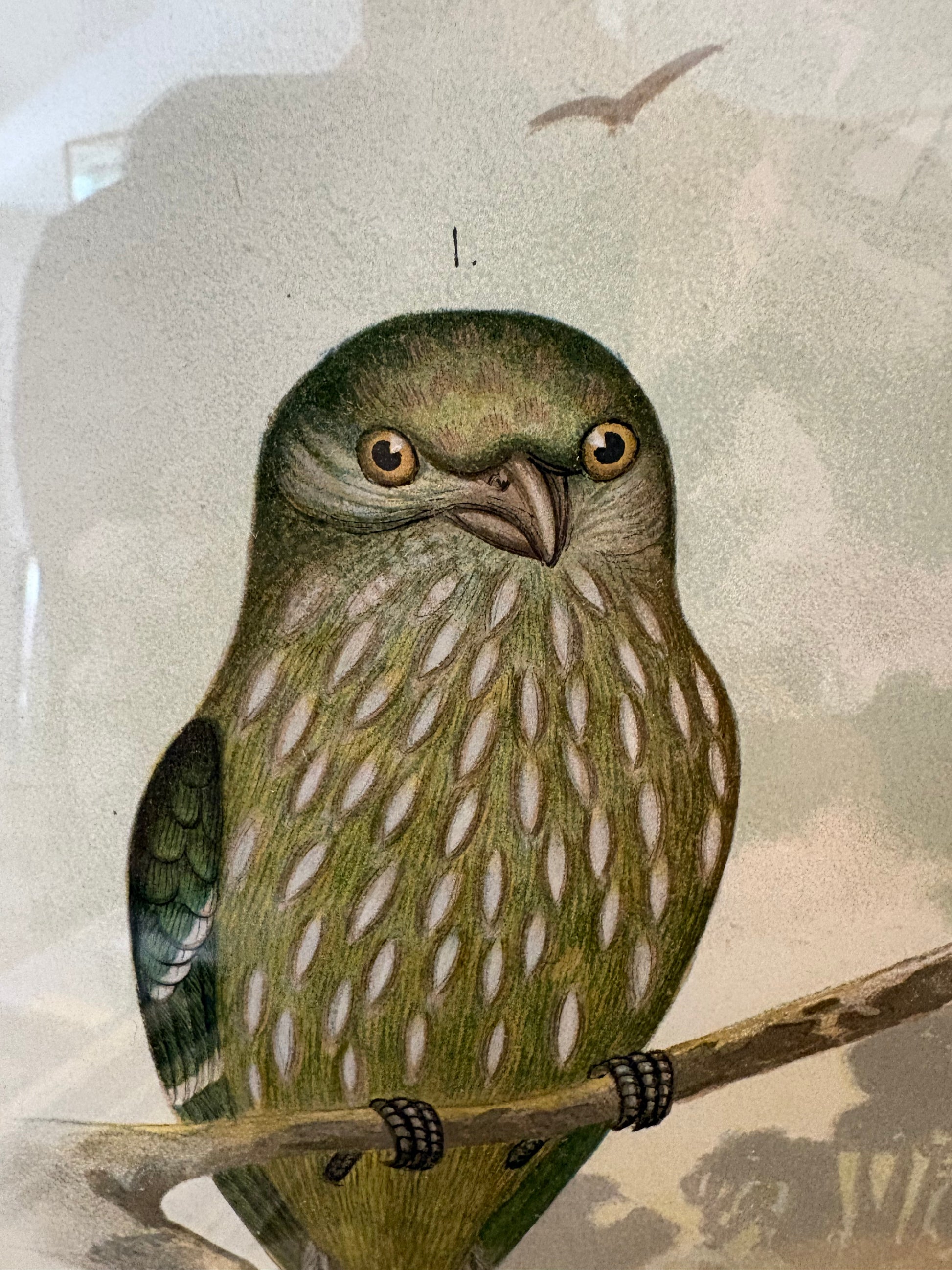 1891 Antique lithographic print, Gracius Broinowski, Bowerbird, Australian birds, framed art