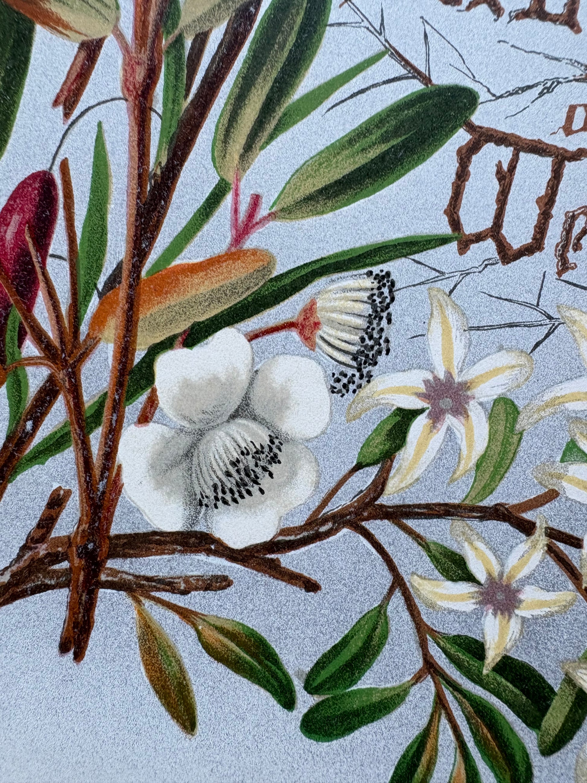 1891 Antique chromolithograph, Louisa A Meredith, Australian, botanical art, Lily