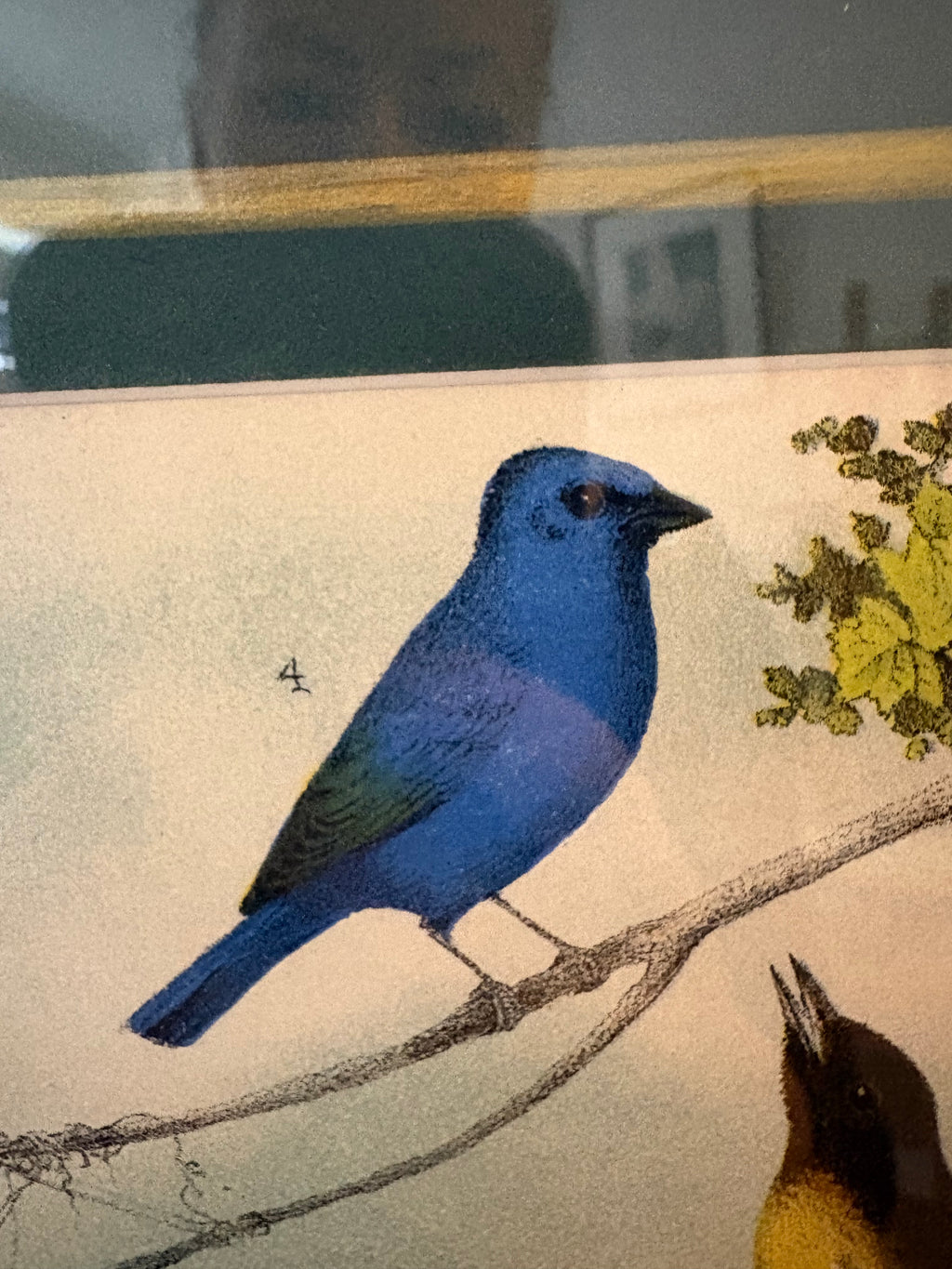1870s Genuine antique, Birds, chromolithograph, gilt frame, original vintage art