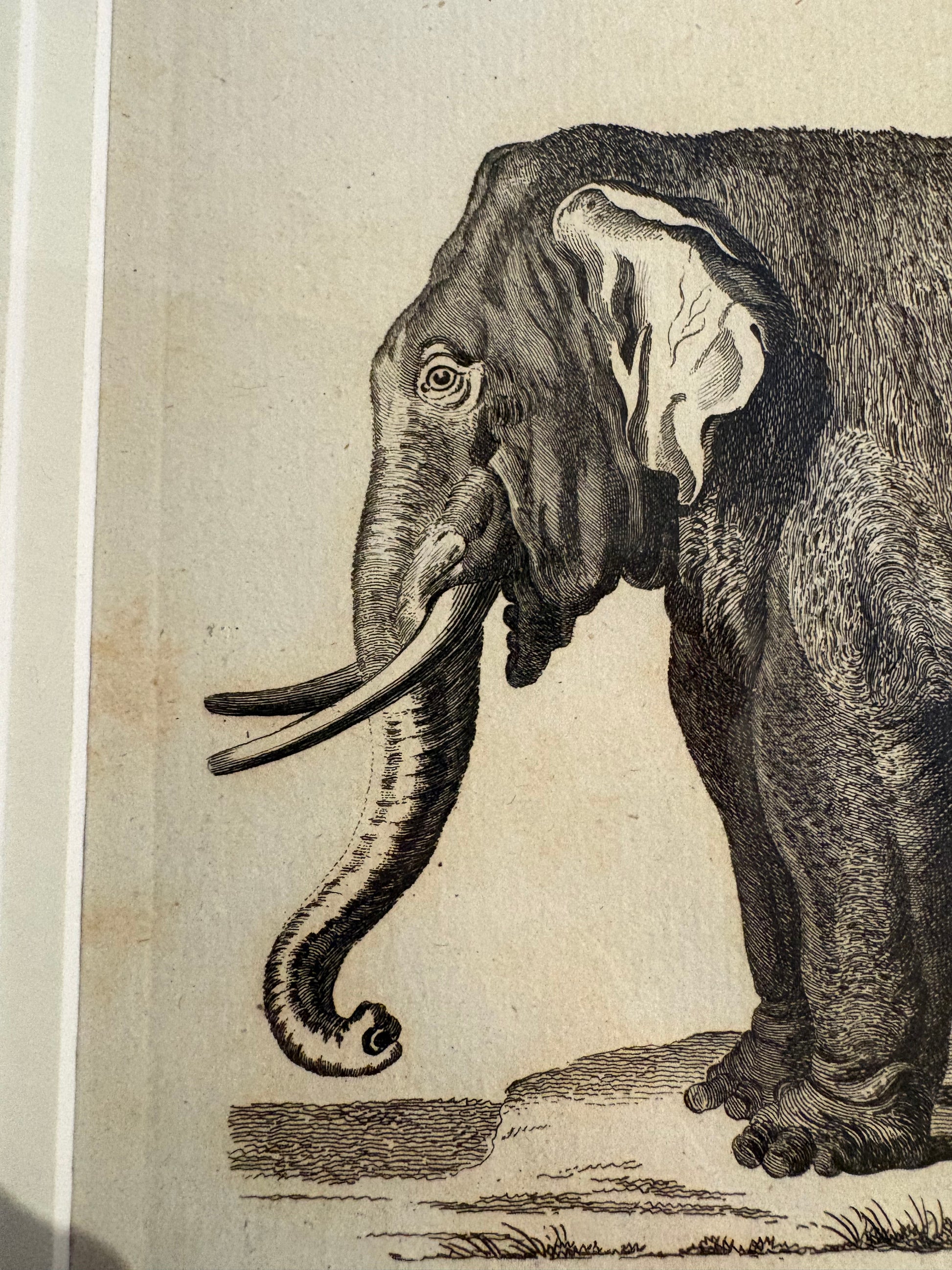 1793 Antique elephant engravings, J Webber, pair, framed vintage art