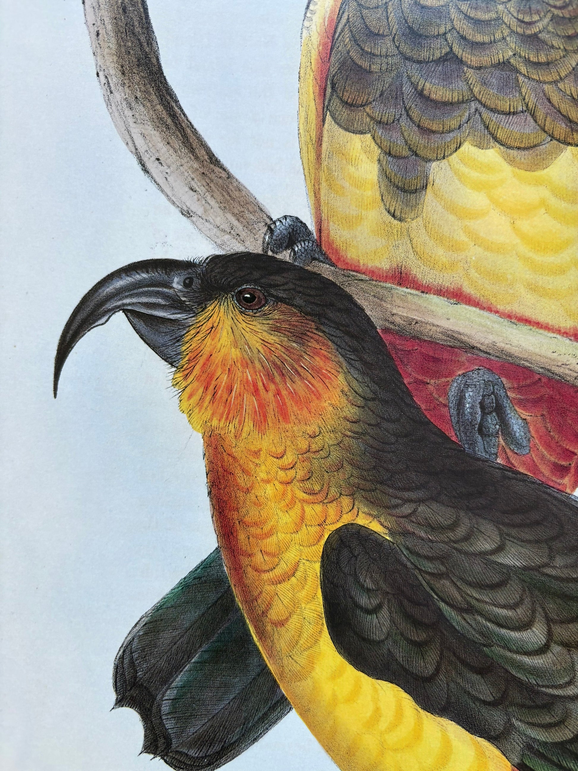 1989 Authentic limited Edition Gould print, Phillip Island Parrot, vintage art