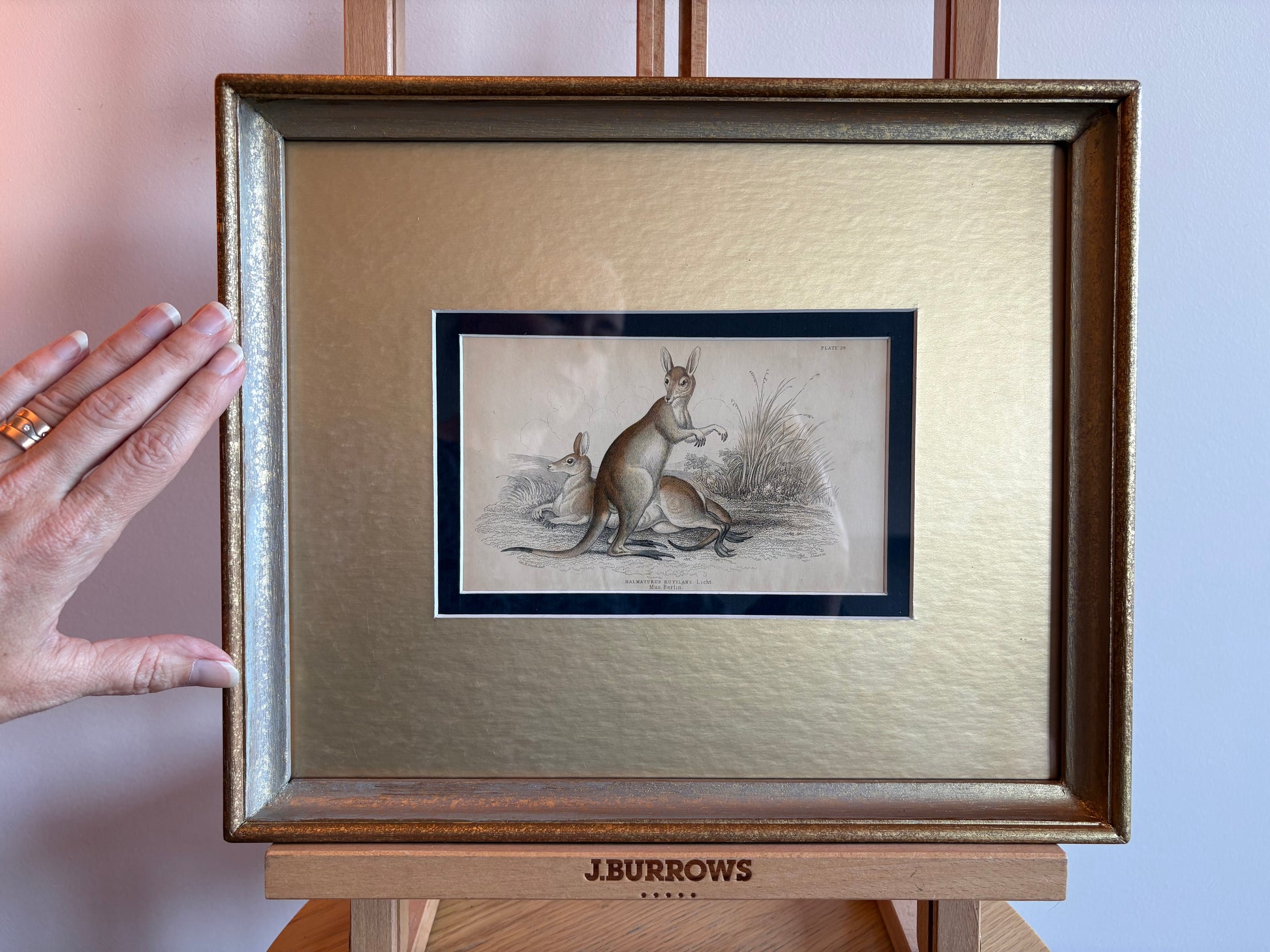1830s original copperplate engraving, Bennetts Wallaby, kangaroo, framed antique art