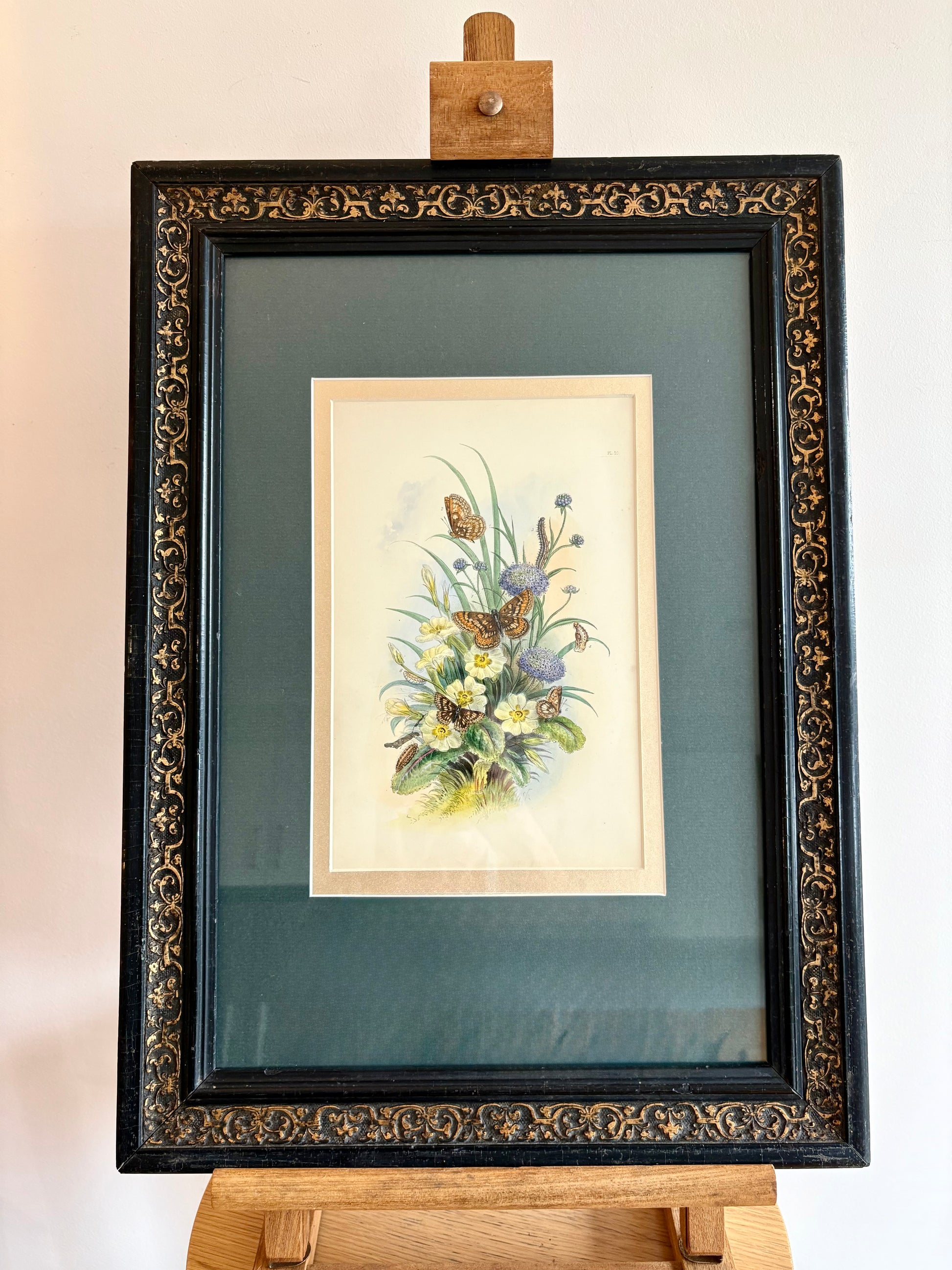 1840s Genuine antique butterfly lithograph with hand colouring, flowers, vintage framed art