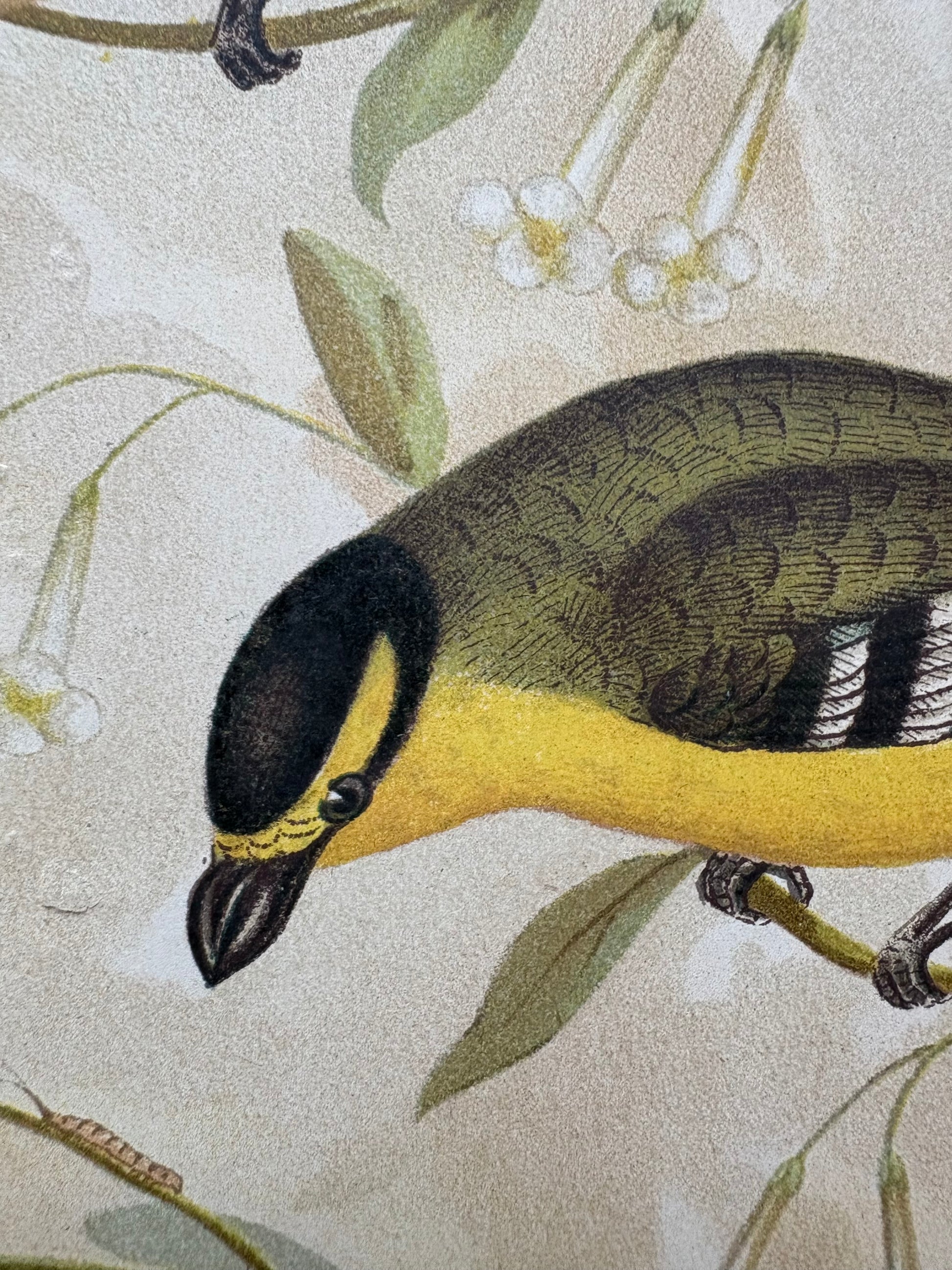 1891 Antique lithographic print, Gracius Broinowski, Honeyeater, Australian birds, unframed art