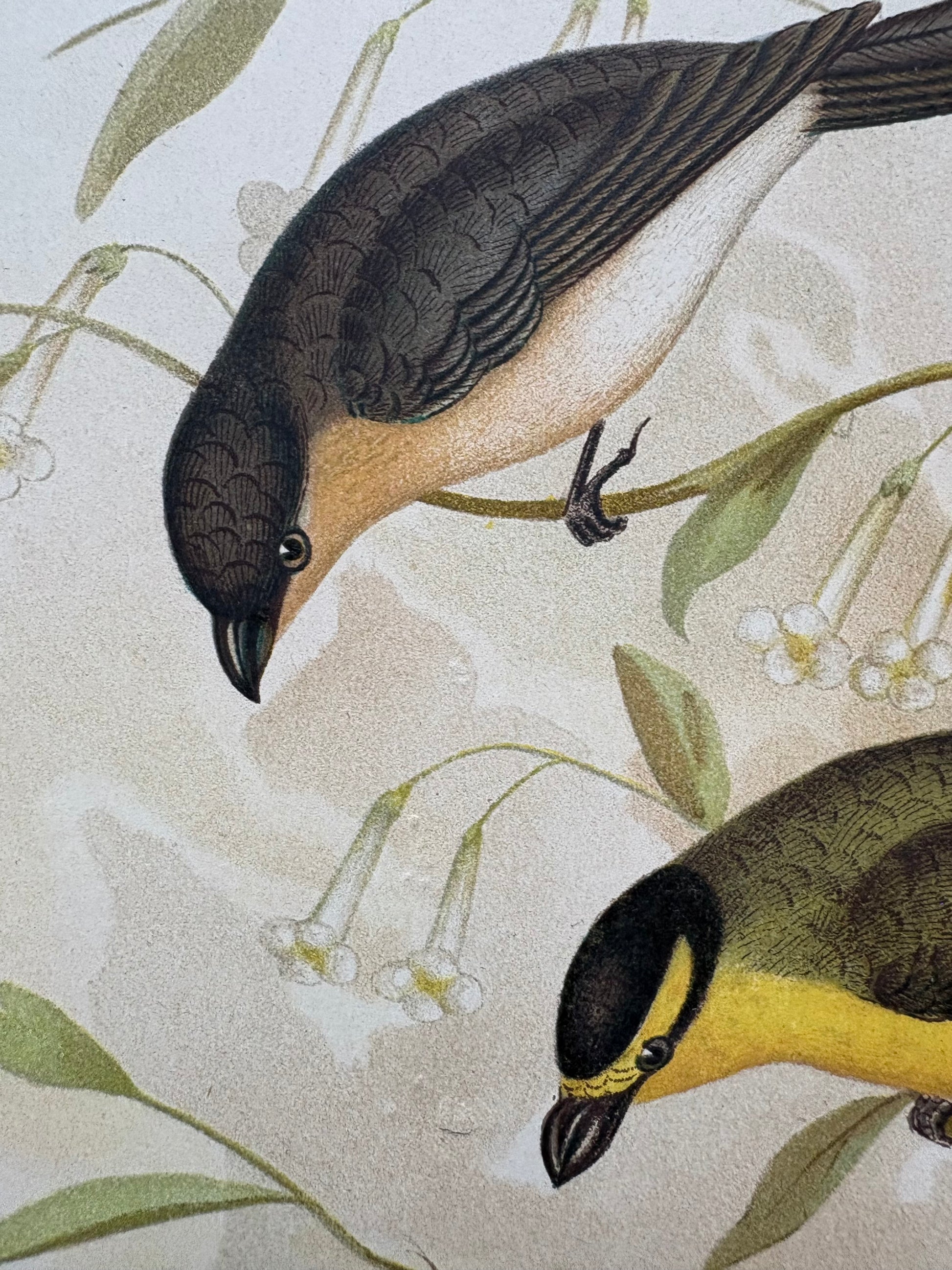 1891 Antique lithographic print, Gracius Broinowski, Honeyeater, Australian birds, unframed art