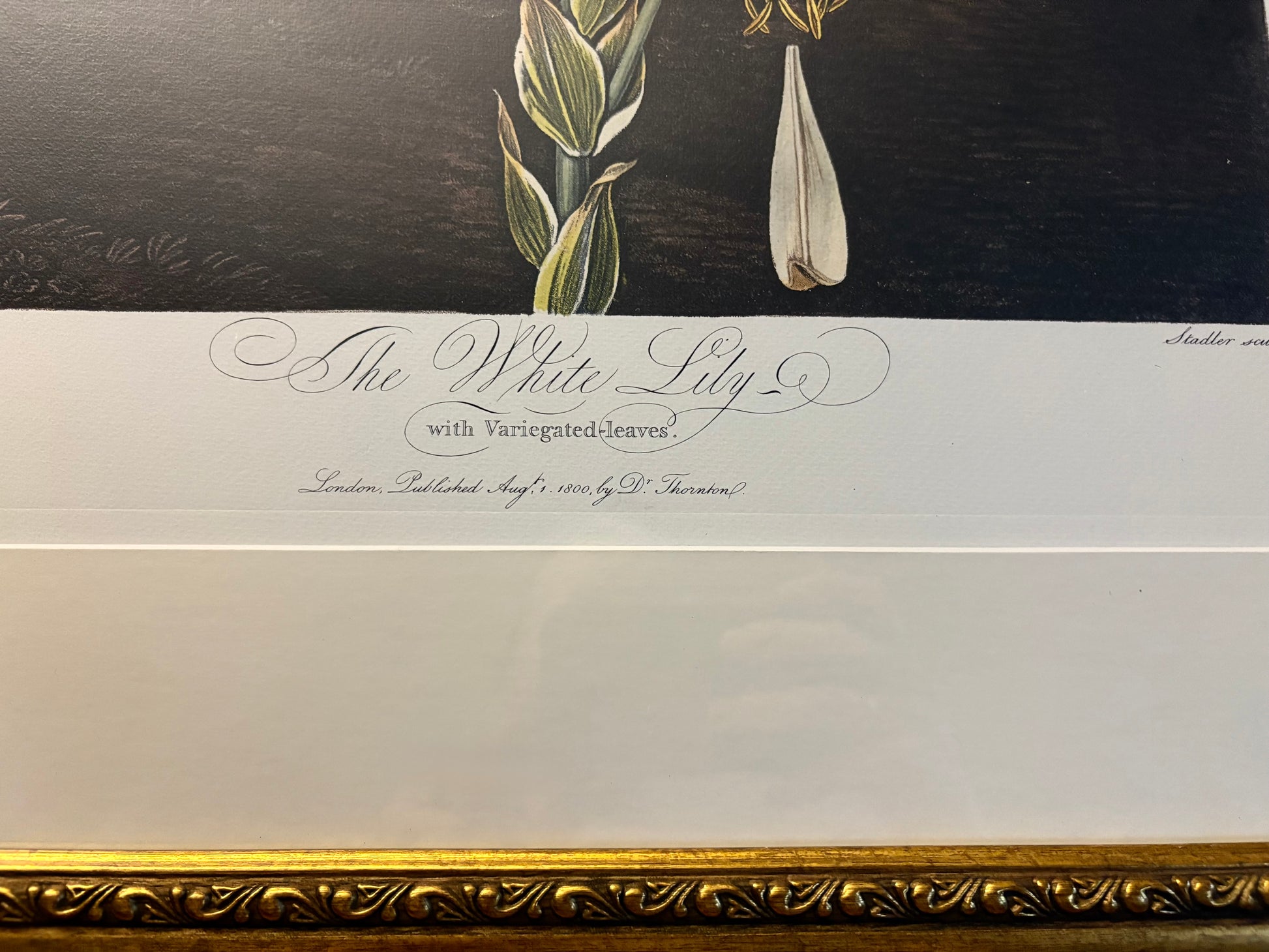 Framed large White Lily print, Temple of Flora, Robert Thornton, quality framed art