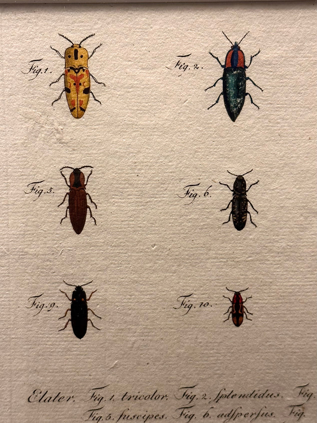 1790s genuine antique beetle artwork, hand coloured engraving, framed