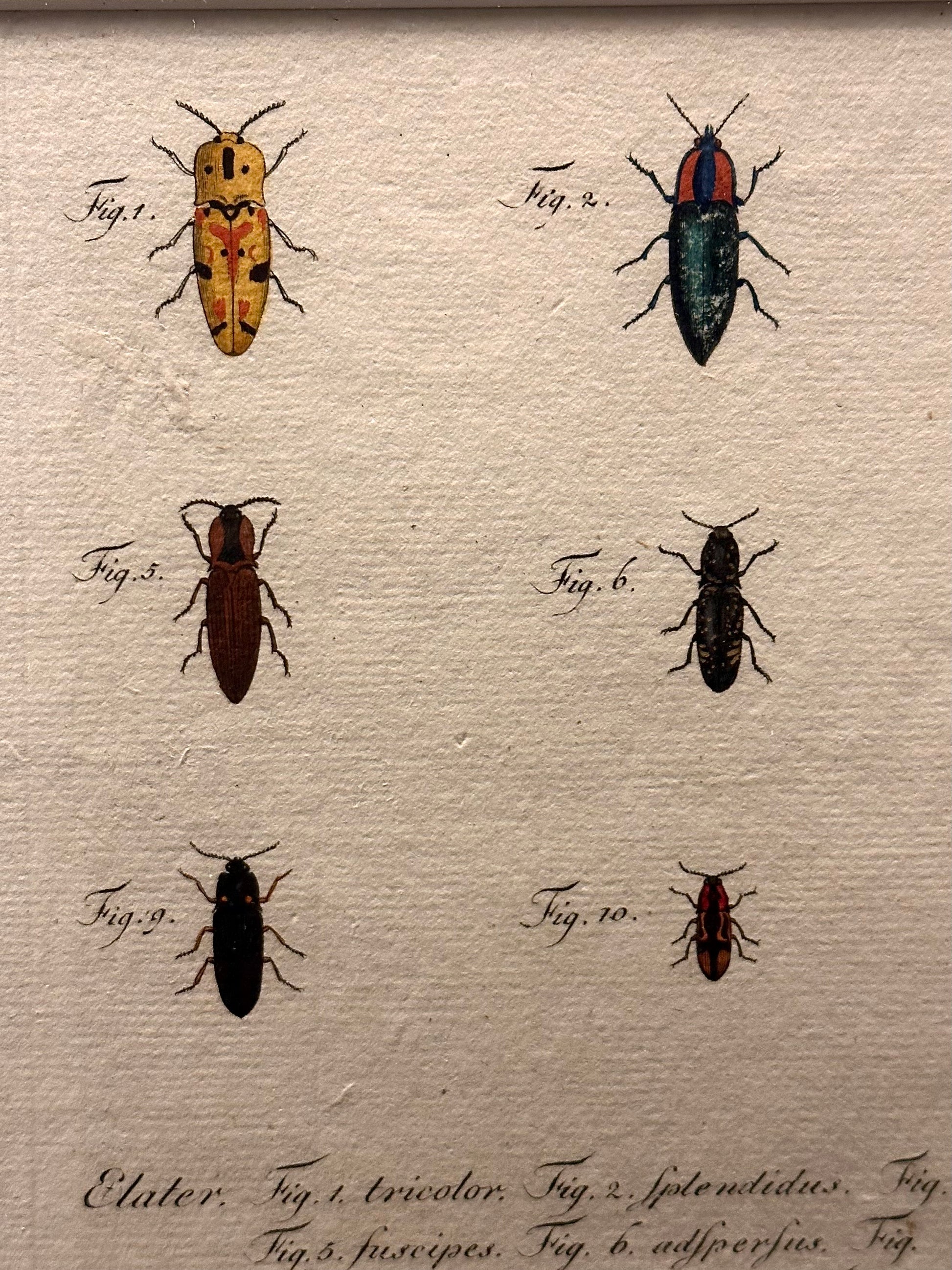 1790s genuine antique beetle artwork, hand coloured engraving, framed