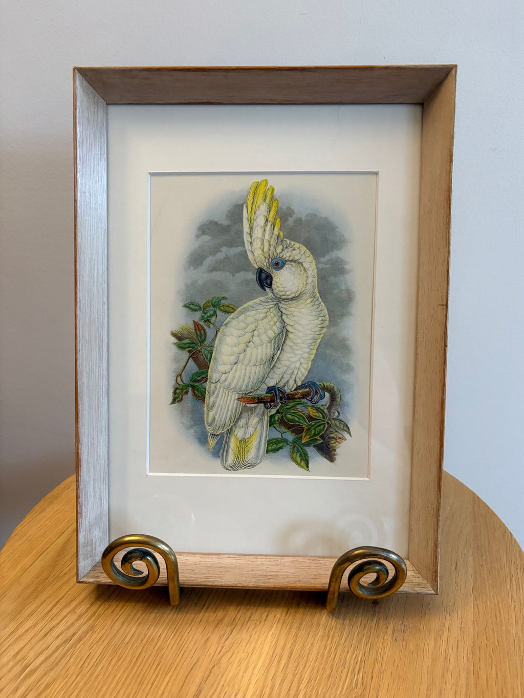 Miniature Gould "Birds of Australia" 1948 print of Cockatoo, vintage framed art