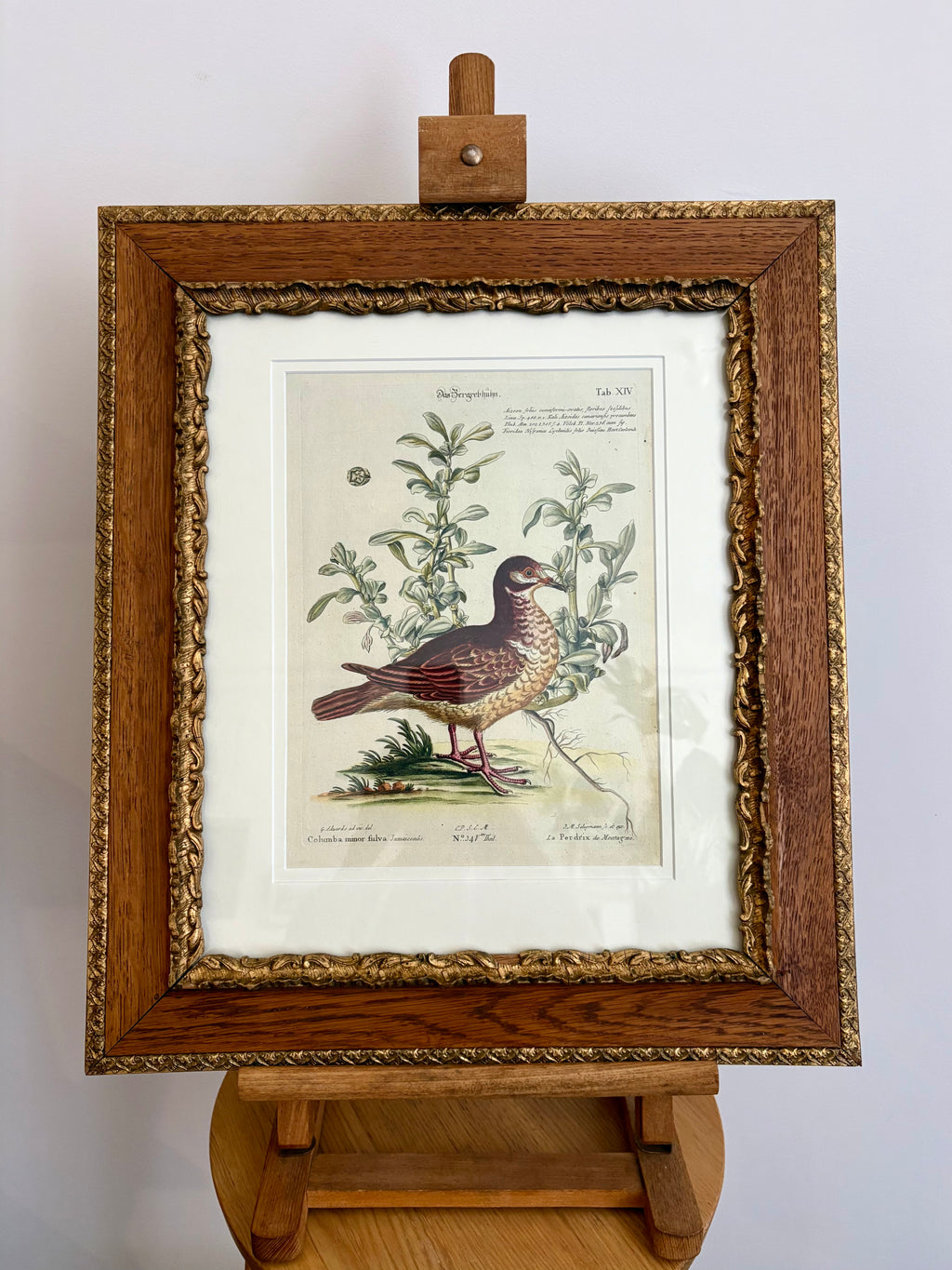 1760s Genuine antique, Bird, engraving, hand coloured, carved frame, original vintage art