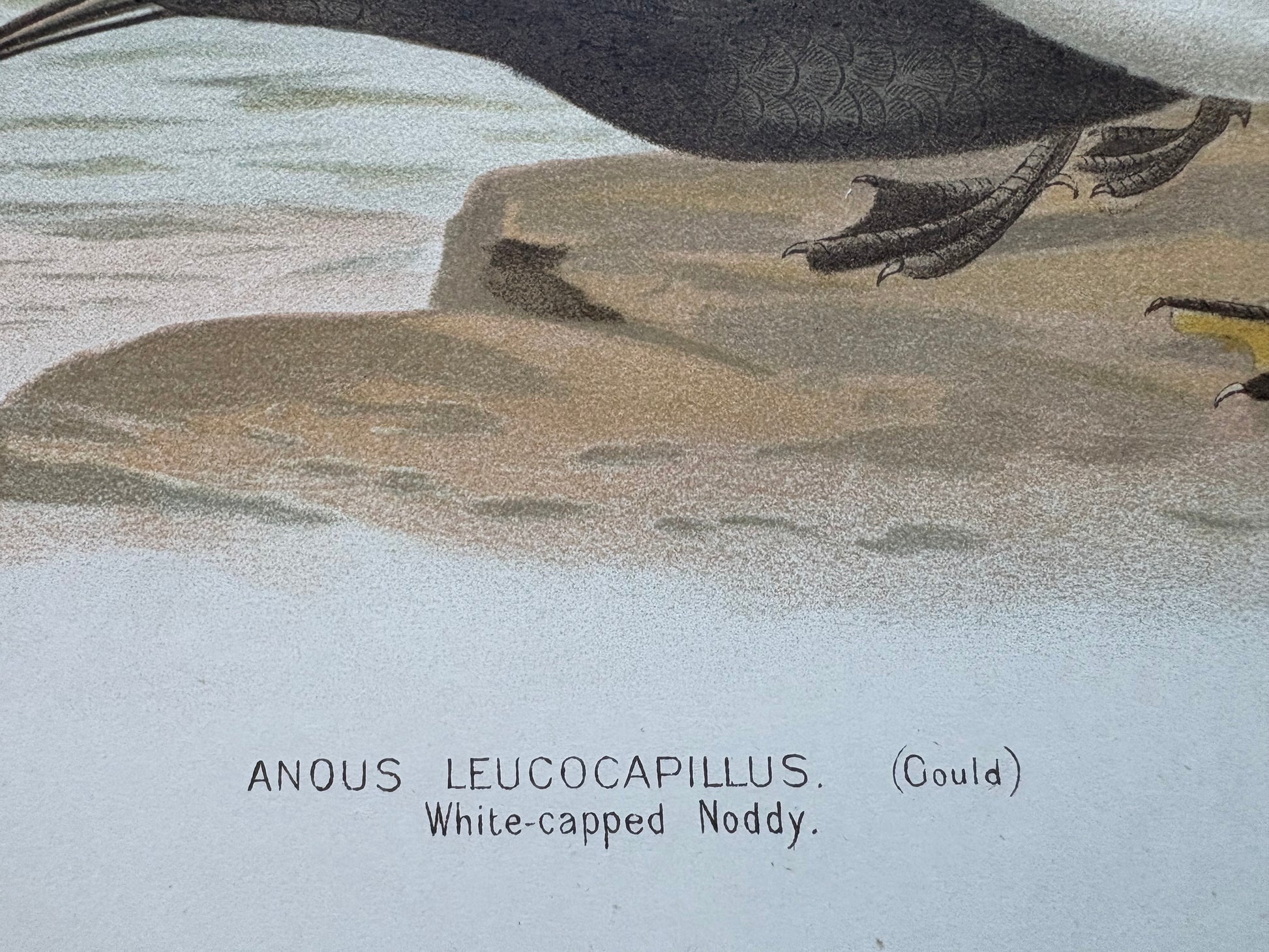 1891 Antique lithographic print, Gracius Broinowski, Seagull, Australian birds, unframed art
