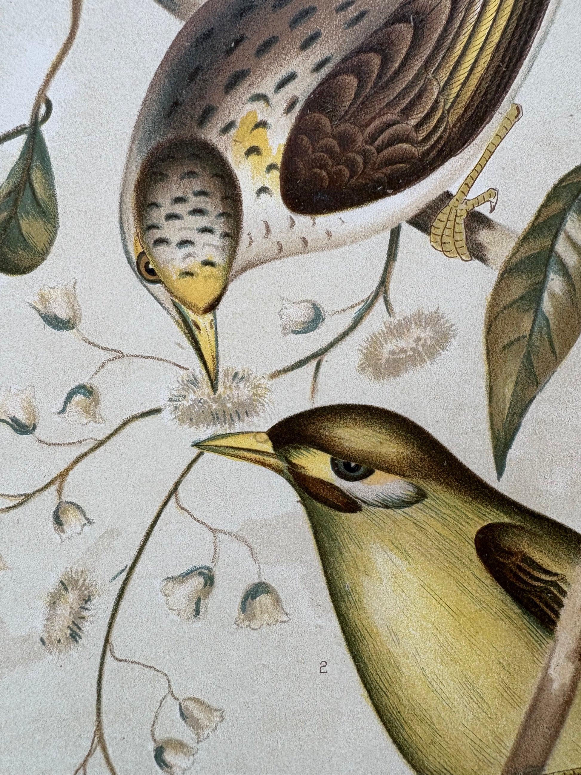 1891 Antique lithographic print, Gracius Broinowski, Honeyeater, Australian birds, unframed art