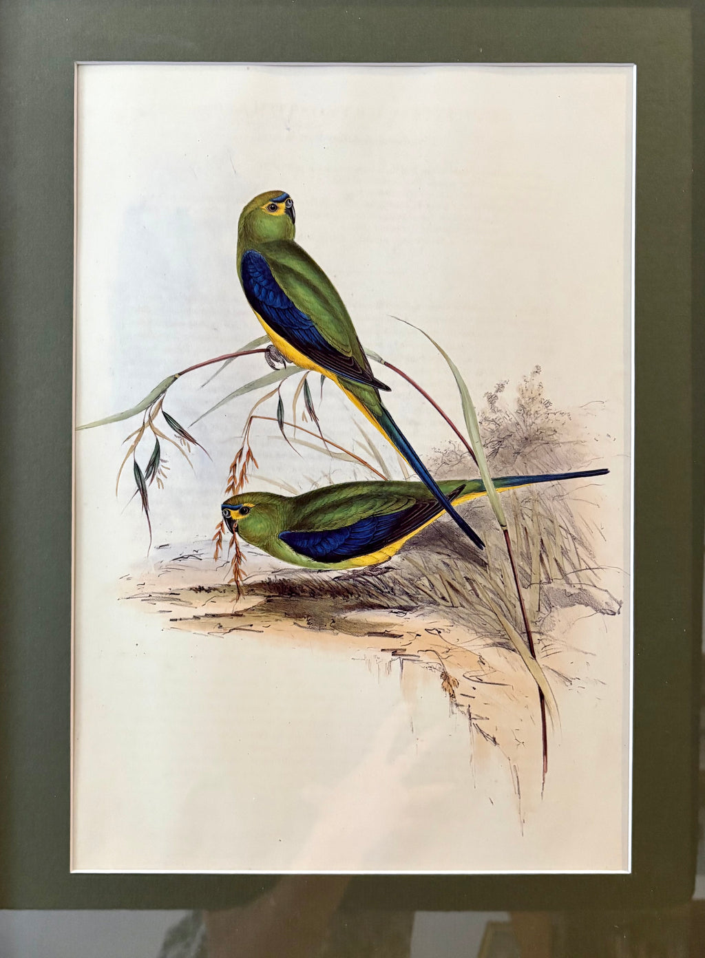 1989 Authentic limited edition 64/500 Gould print, Parakeet, vintage art