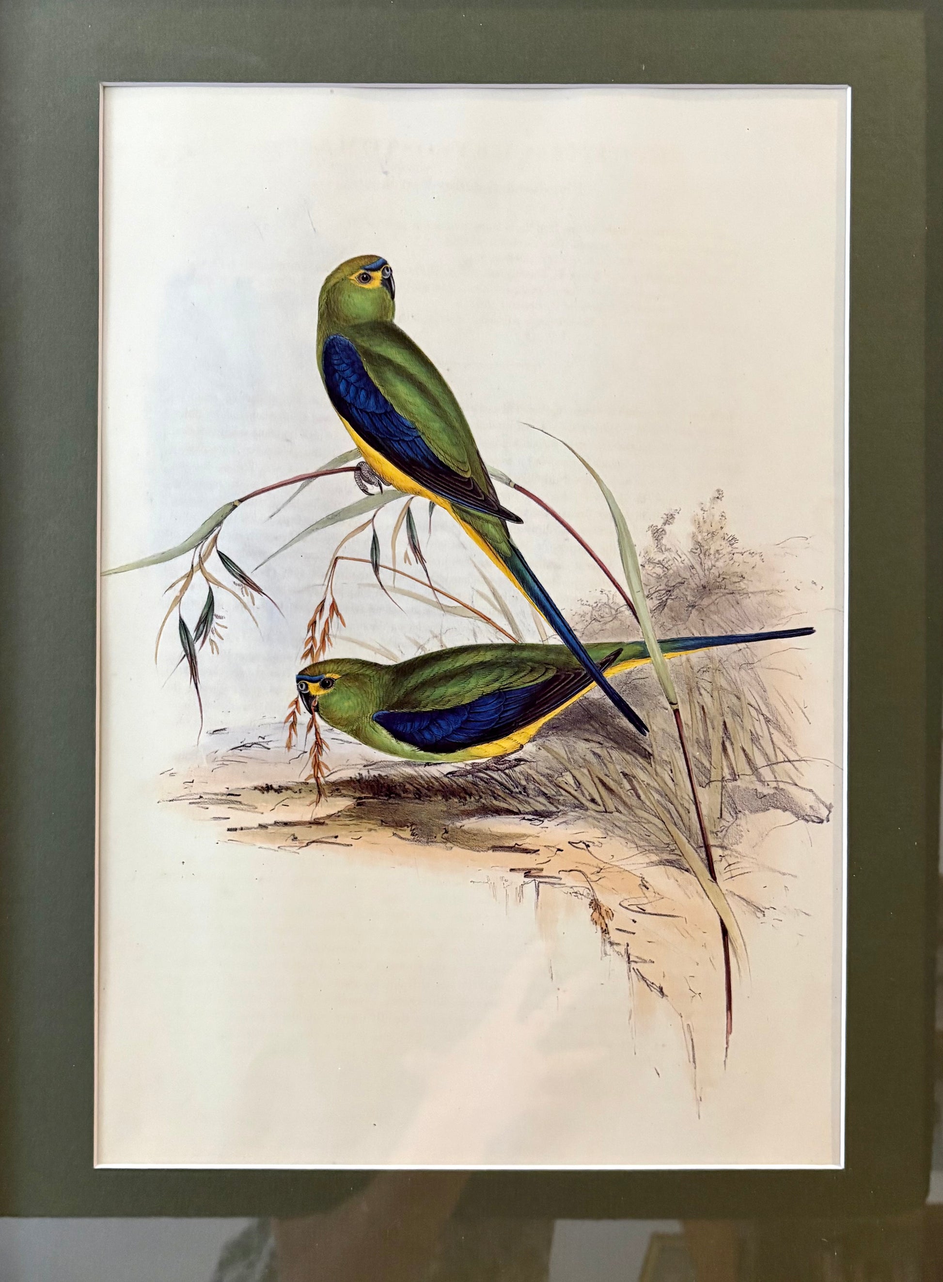 1989 Authentic limited edition 64/500 Gould print, Parakeet, vintage art