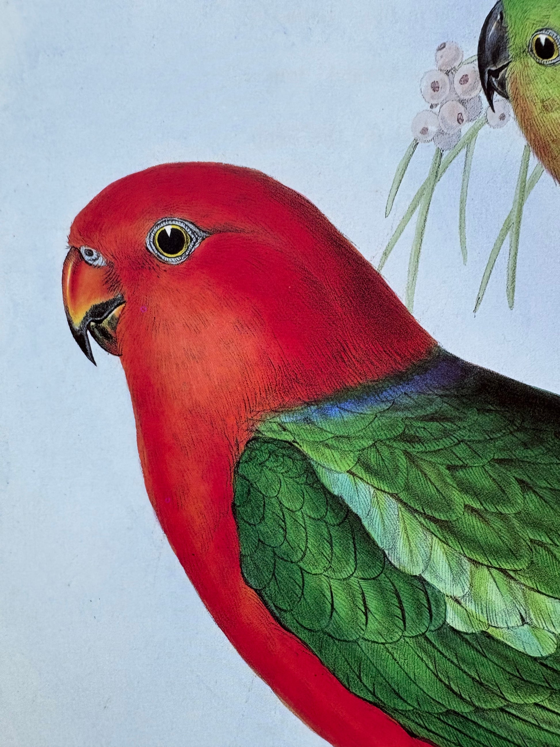 1989 Authentic limited Edition Gould print, Parrots, vintage art