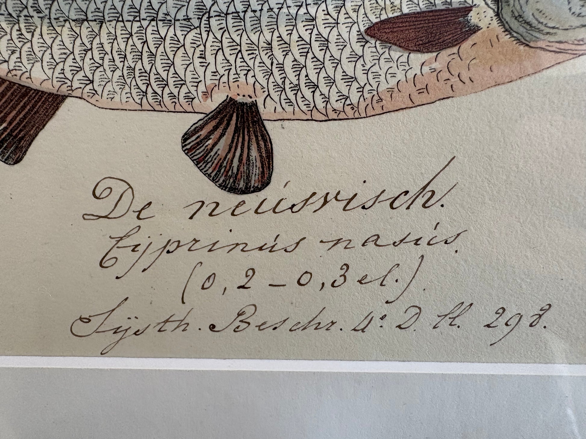 1830s Genuine antique fish engraving, hand coloured, framed original vintage wall art