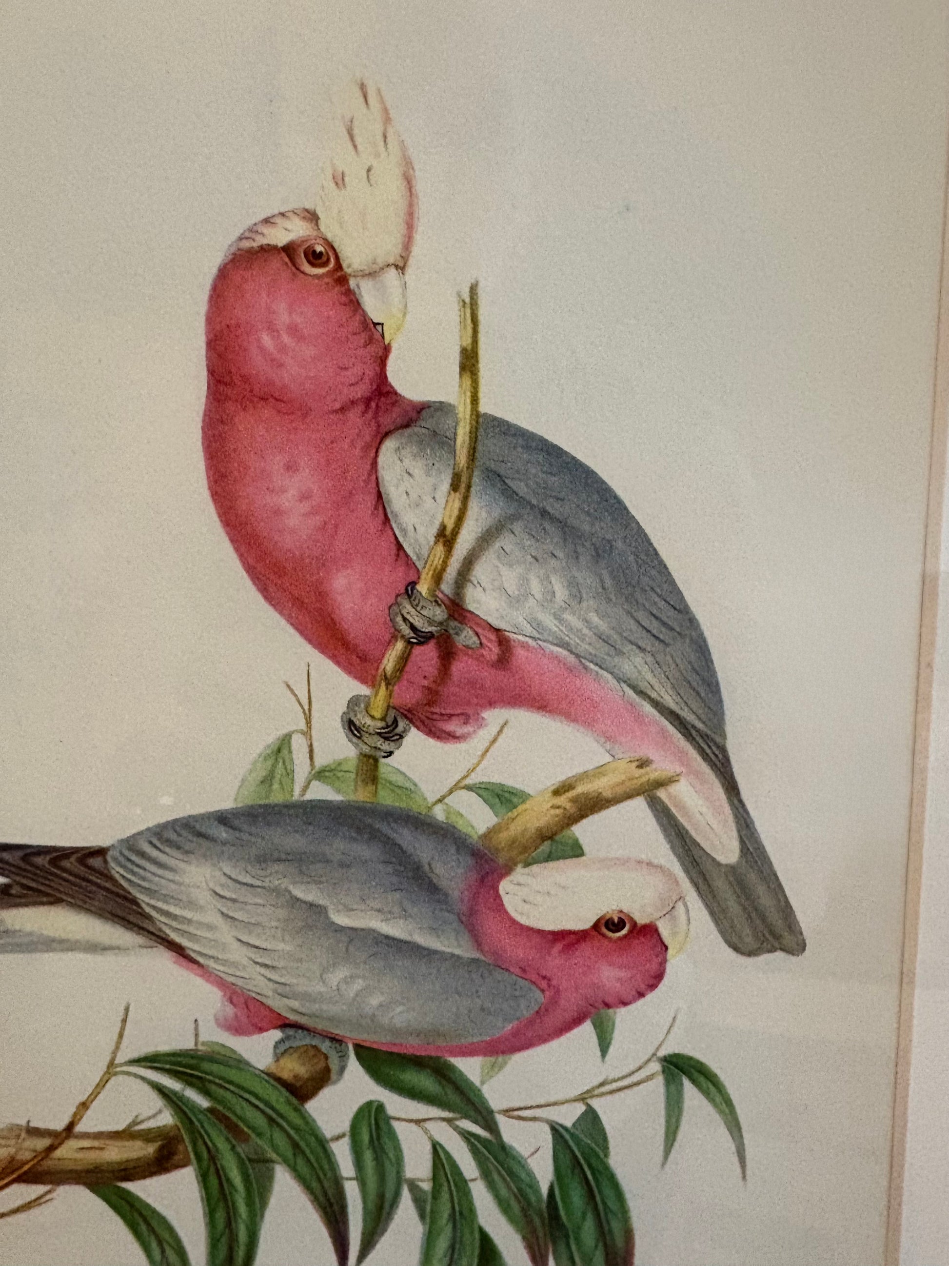 Miniature Gould "Birds of Australia" 1948 print of Galahs, vintage framed art
