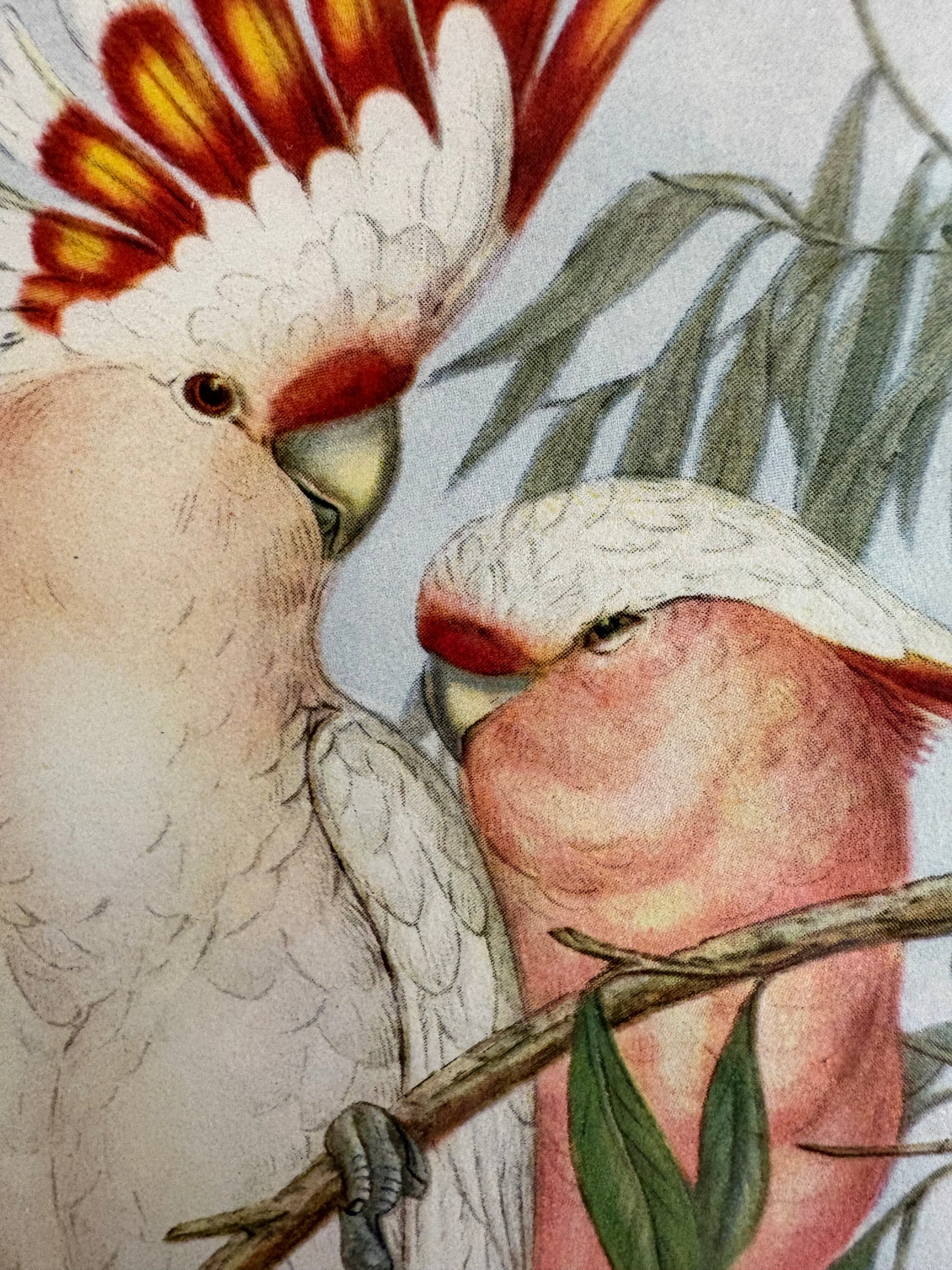 Miniature Gould "Birds of Australia" 1948 print, Cockatoo, vintage framed art