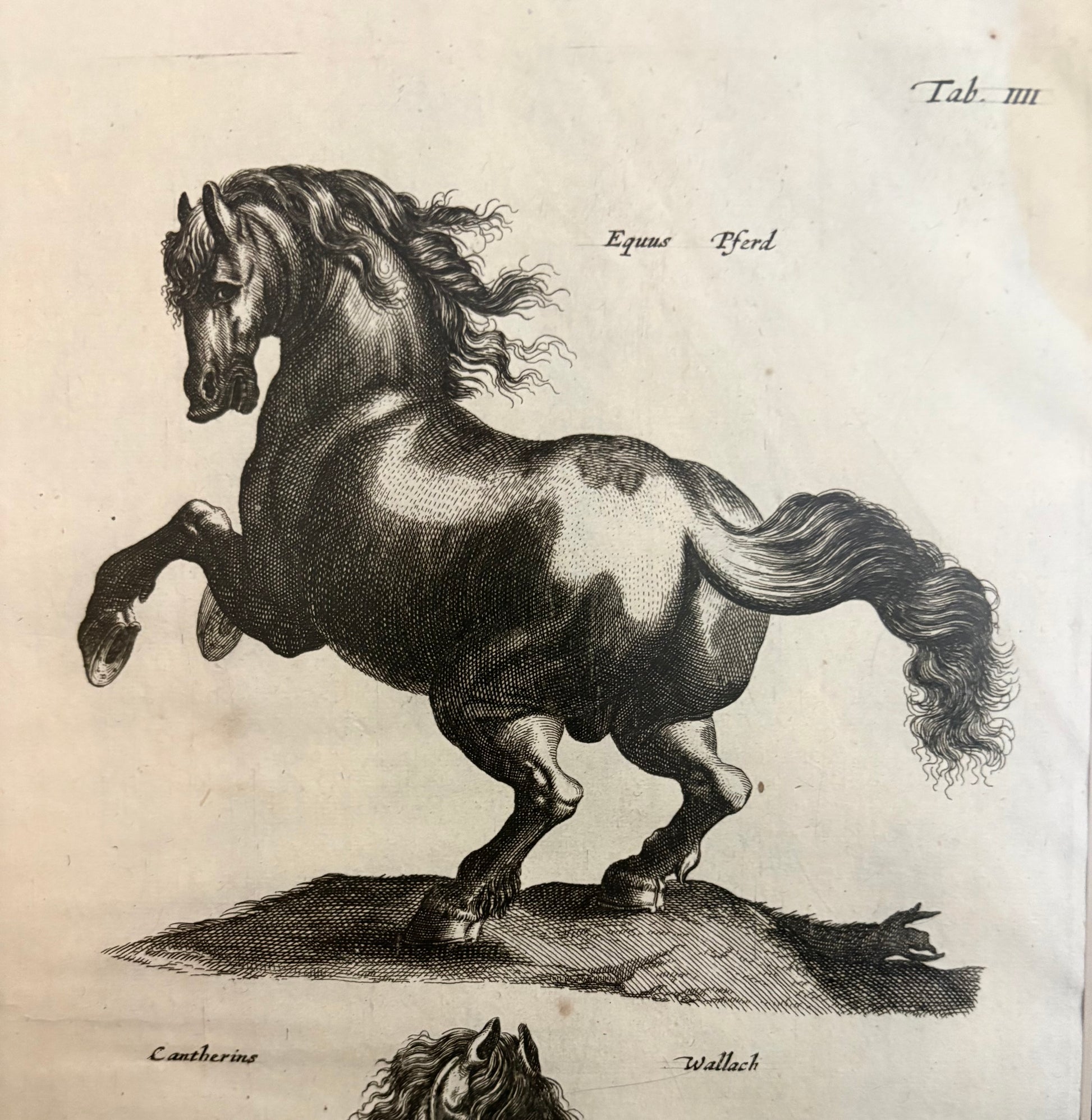 1657 Authentic antique engraving, horses, gilt framed artwork