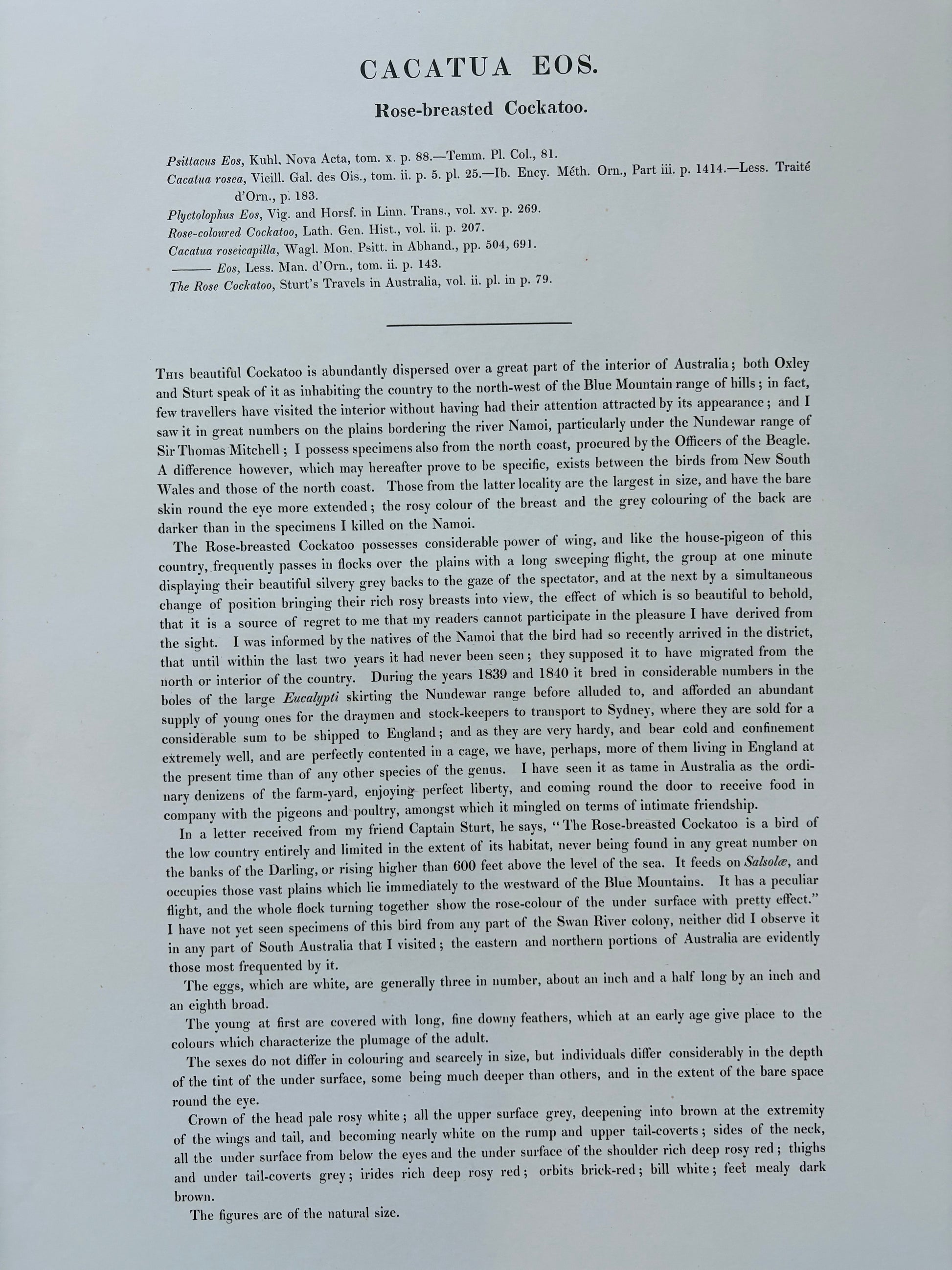 1989 Authentic limited Edition Gould print, Pink Cockatoo, vintage art