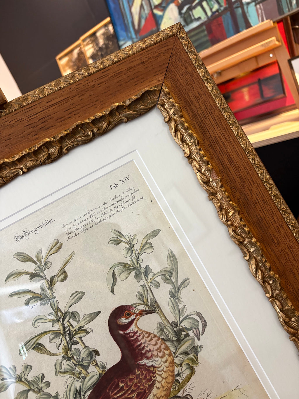 1760s Genuine antique, Bird, engraving, hand coloured, carved frame, original vintage art