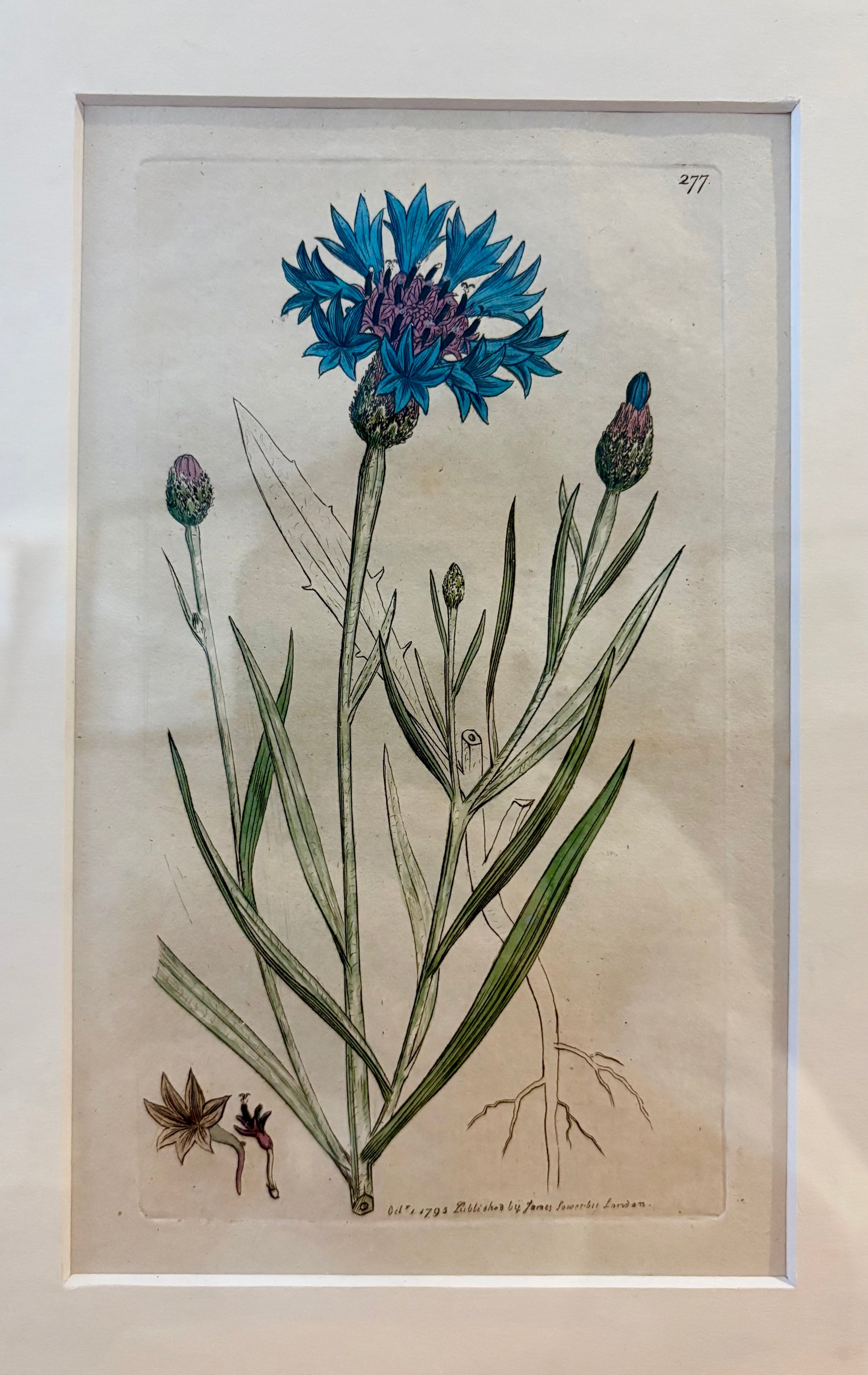 1795 antique botanical art engraving, cornflower, hand painted, framed art, flower
