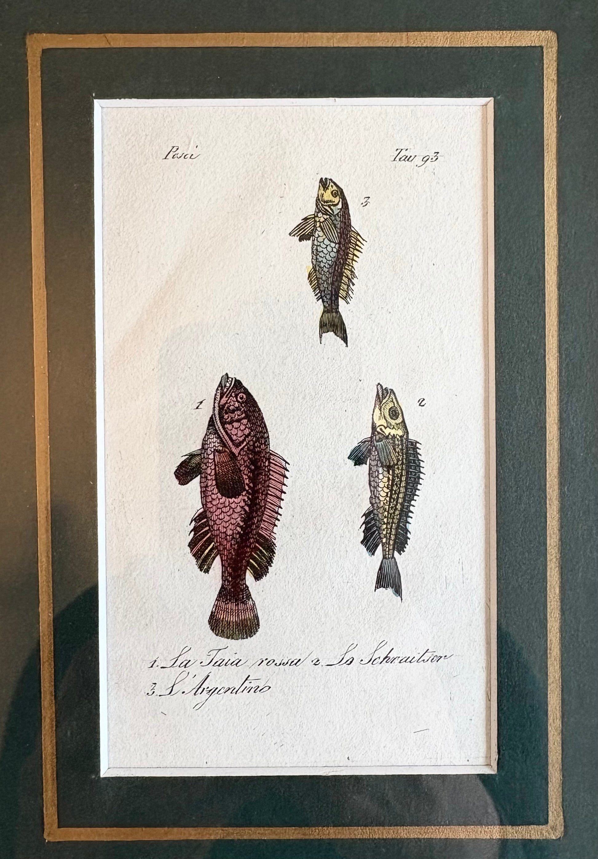 1830s Genuine antique fish engraving, hand coloured, framed original vintage wall art