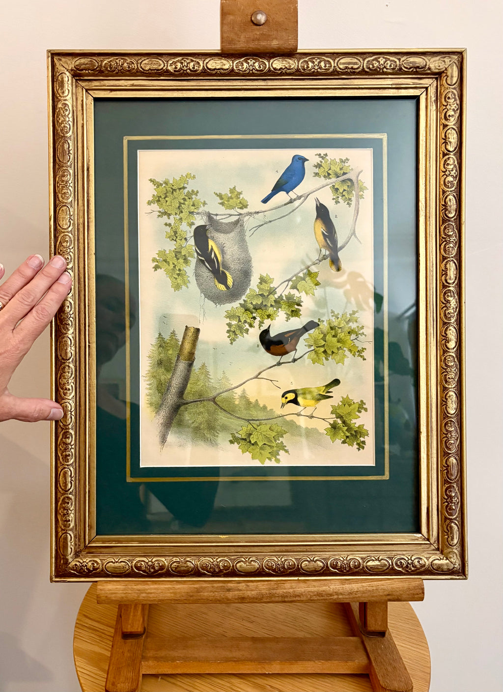 1870s Genuine antique, Birds, chromolithograph, gilt frame, original vintage art