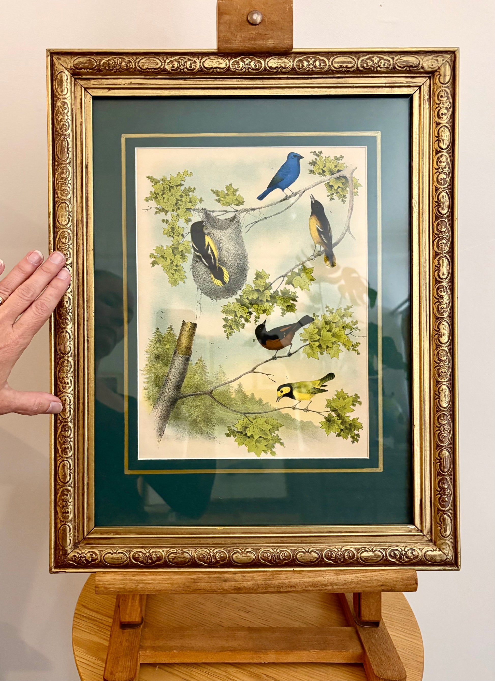 1870s Genuine antique, Birds, chromolithograph, gilt frame, original vintage art
