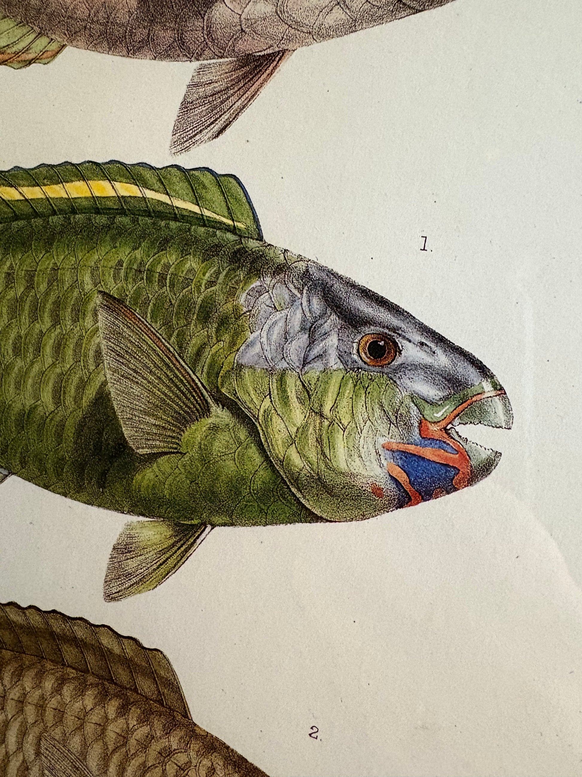 Vintage print, colourful parrot fish, framed wall art, vintage fishing print