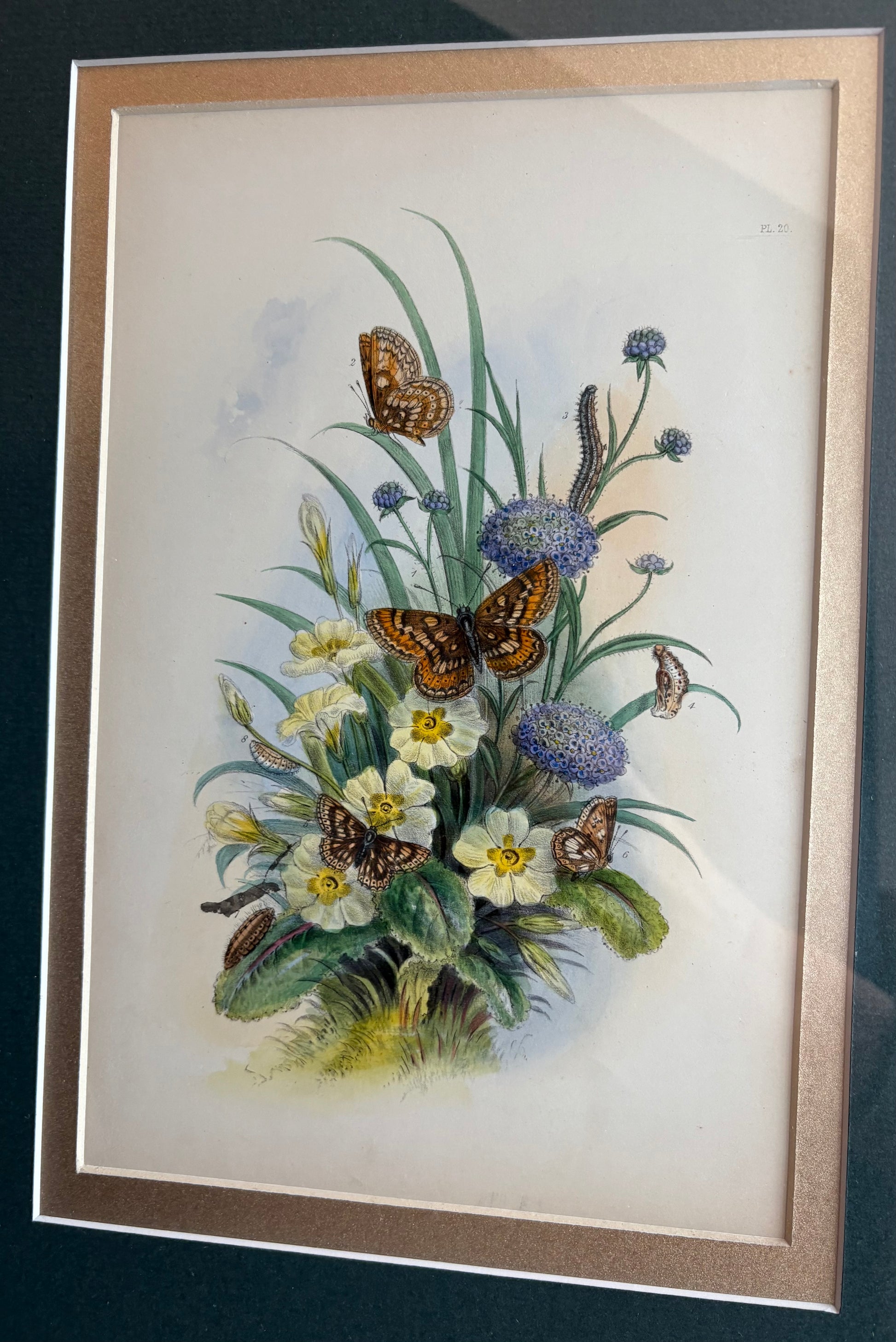1840s Genuine antique butterfly lithograph with hand colouring, flowers, vintage framed art