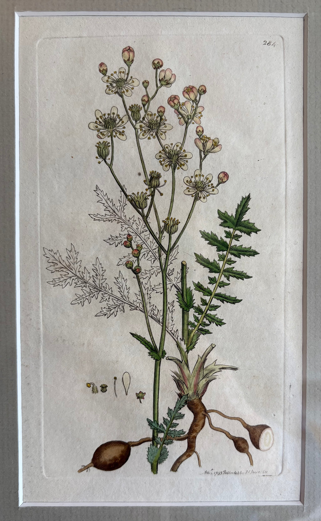 1795 Genuine antique botanical art engraving, hand painted, framed art, flower