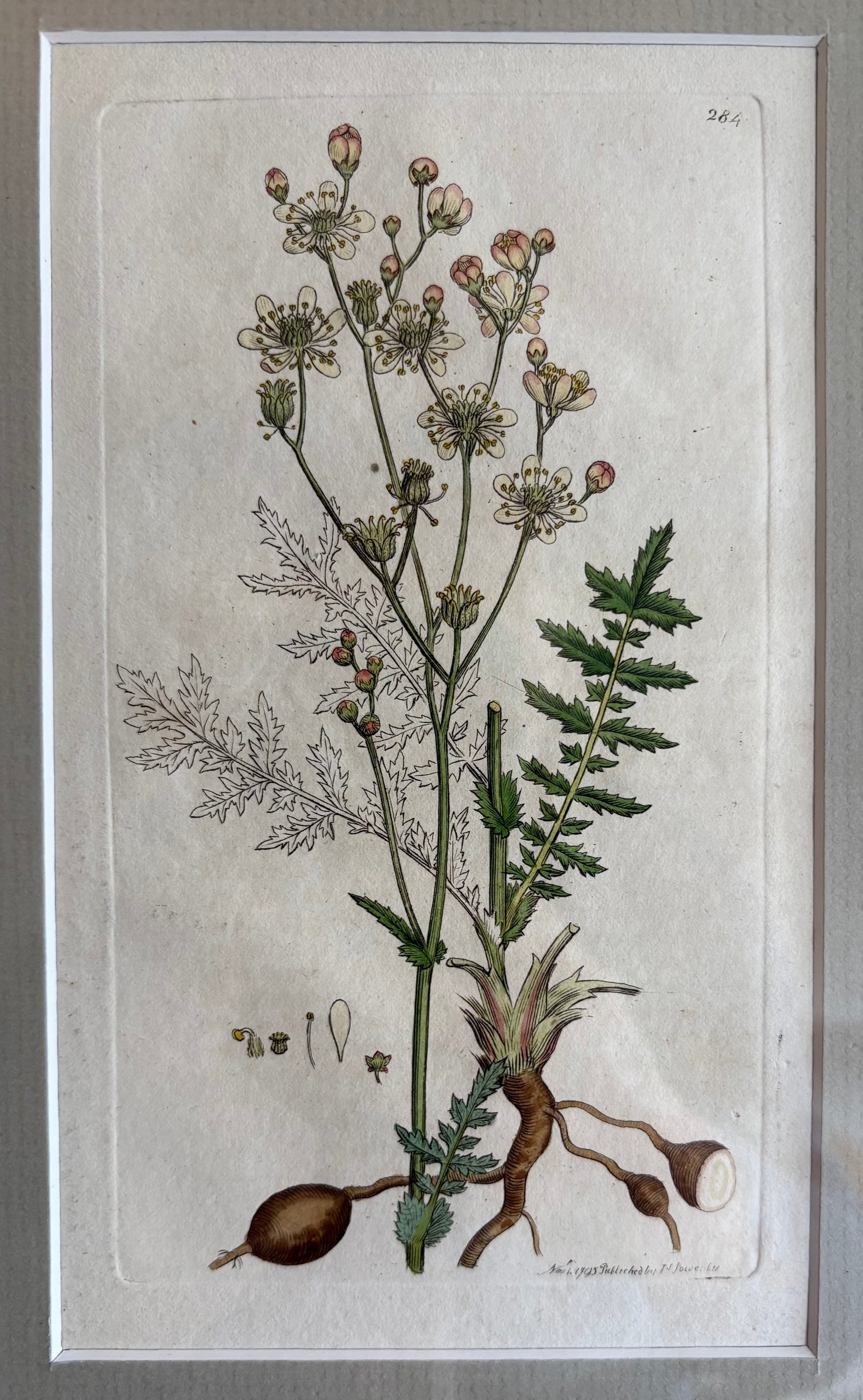 1795 Genuine antique botanical art engraving, hand painted, framed art, flower