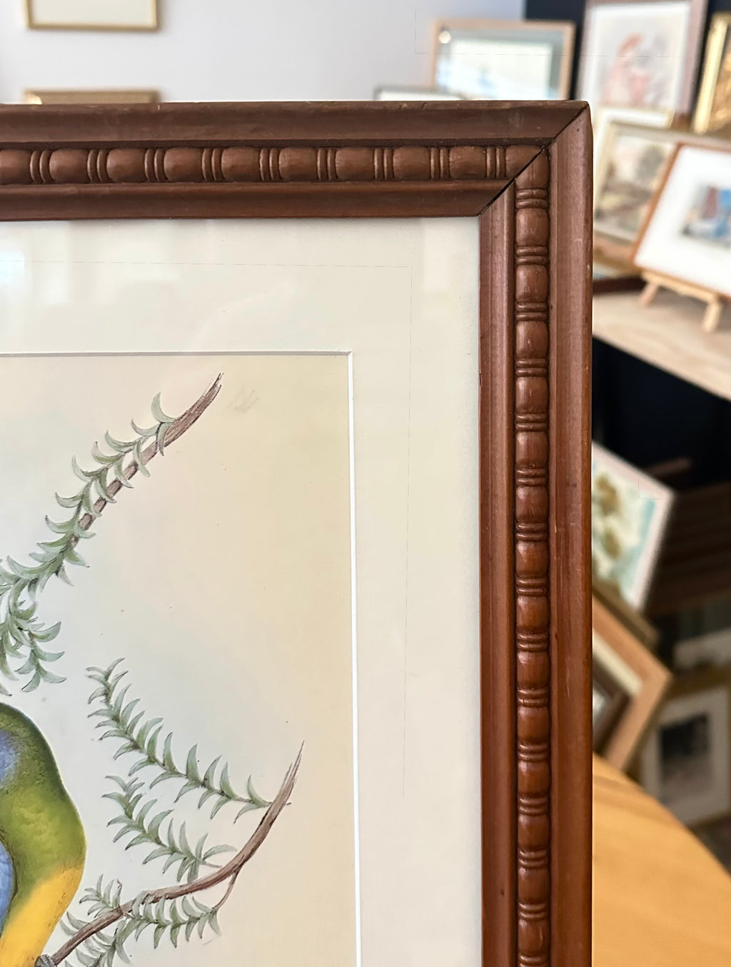 1989 Authentic limited Edition Gould print, Parakeet, vintage art