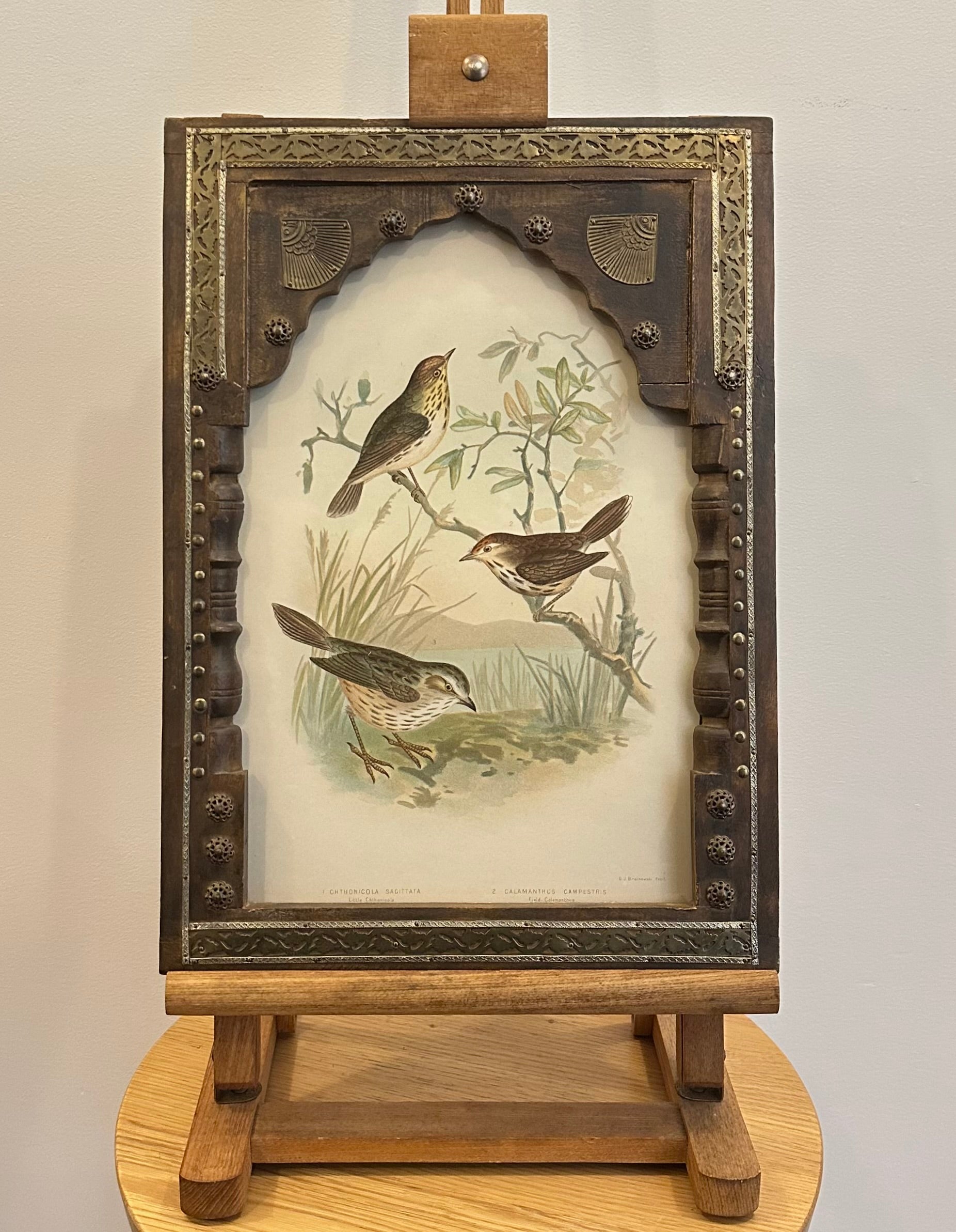 1891 Antique lithographic print, Gracius Broinowski,, Australian birds, framed art