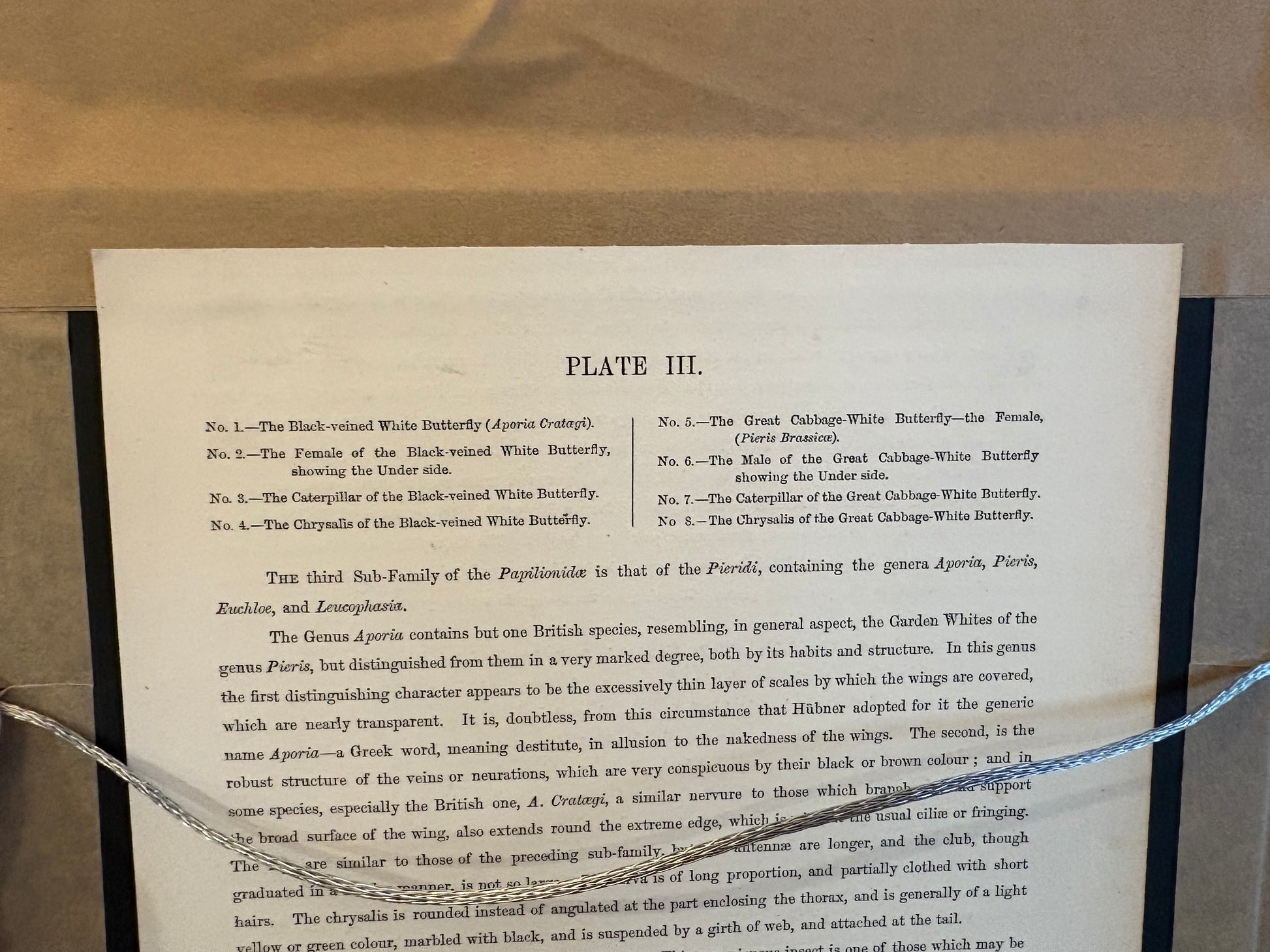 1859 Genuine antique butterfly lithograph with hand colouring, flowers, vintage framed art