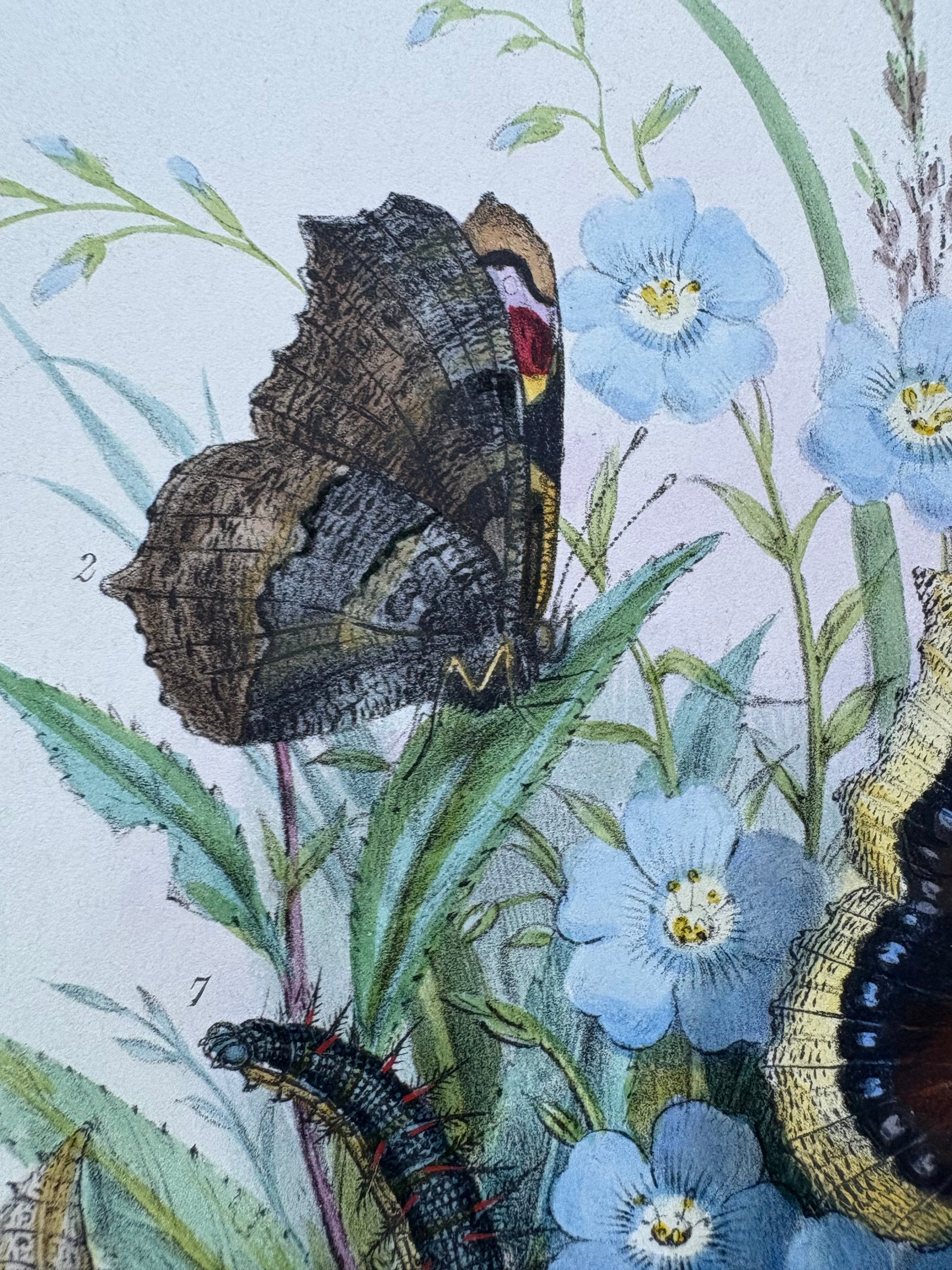 1840s Genuine antique butterfly lithograph with hand colouring, flowers, vintage art