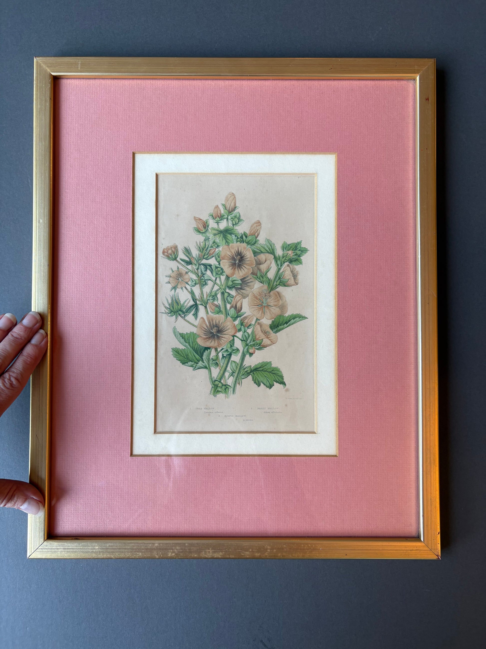 Antique wood engraving, hand coloured, pink flowers, framed botanical art