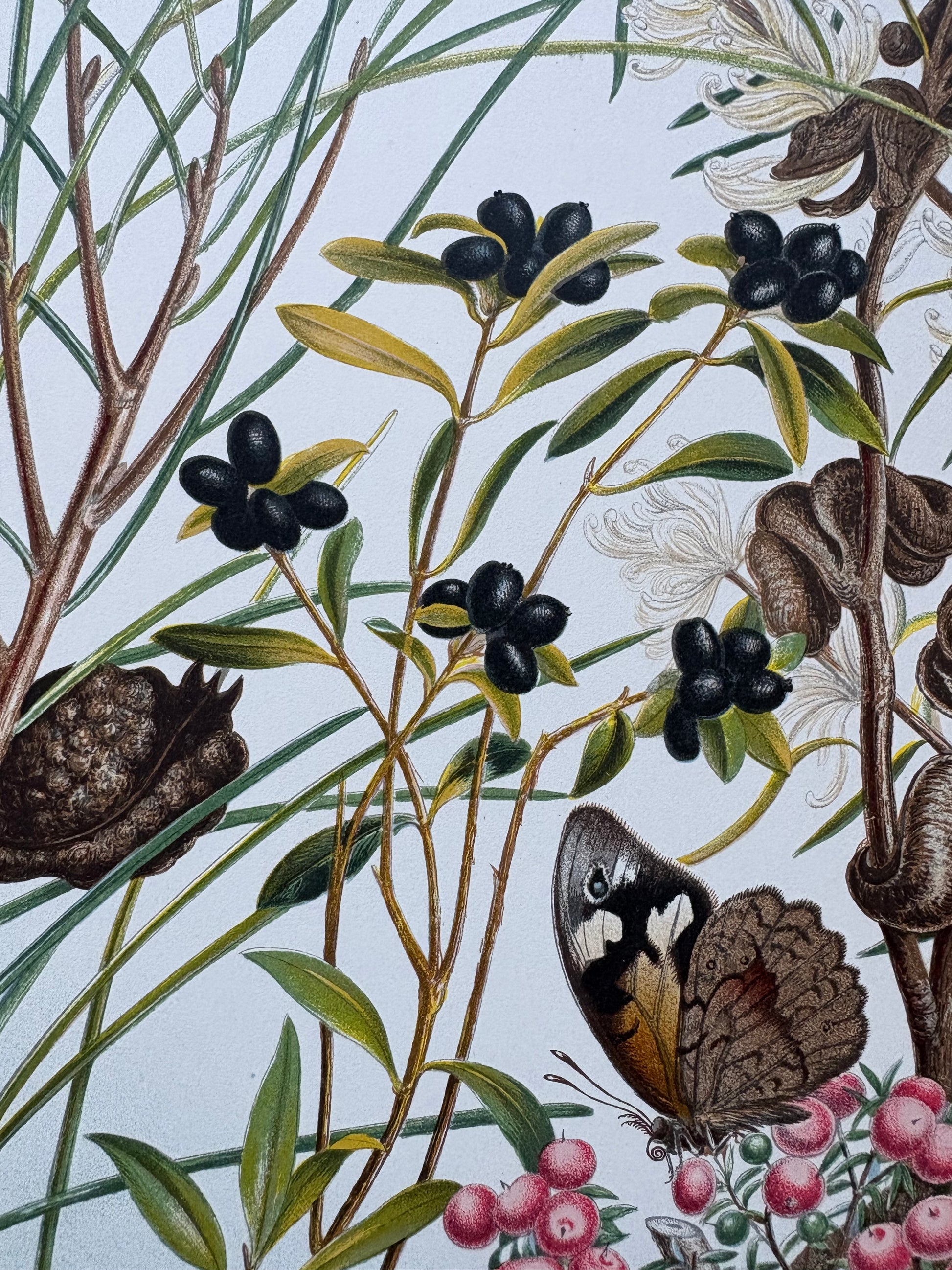 1891 Antique chromolithograph, Louisa A Meredith, Australian, botanical art, butterfly