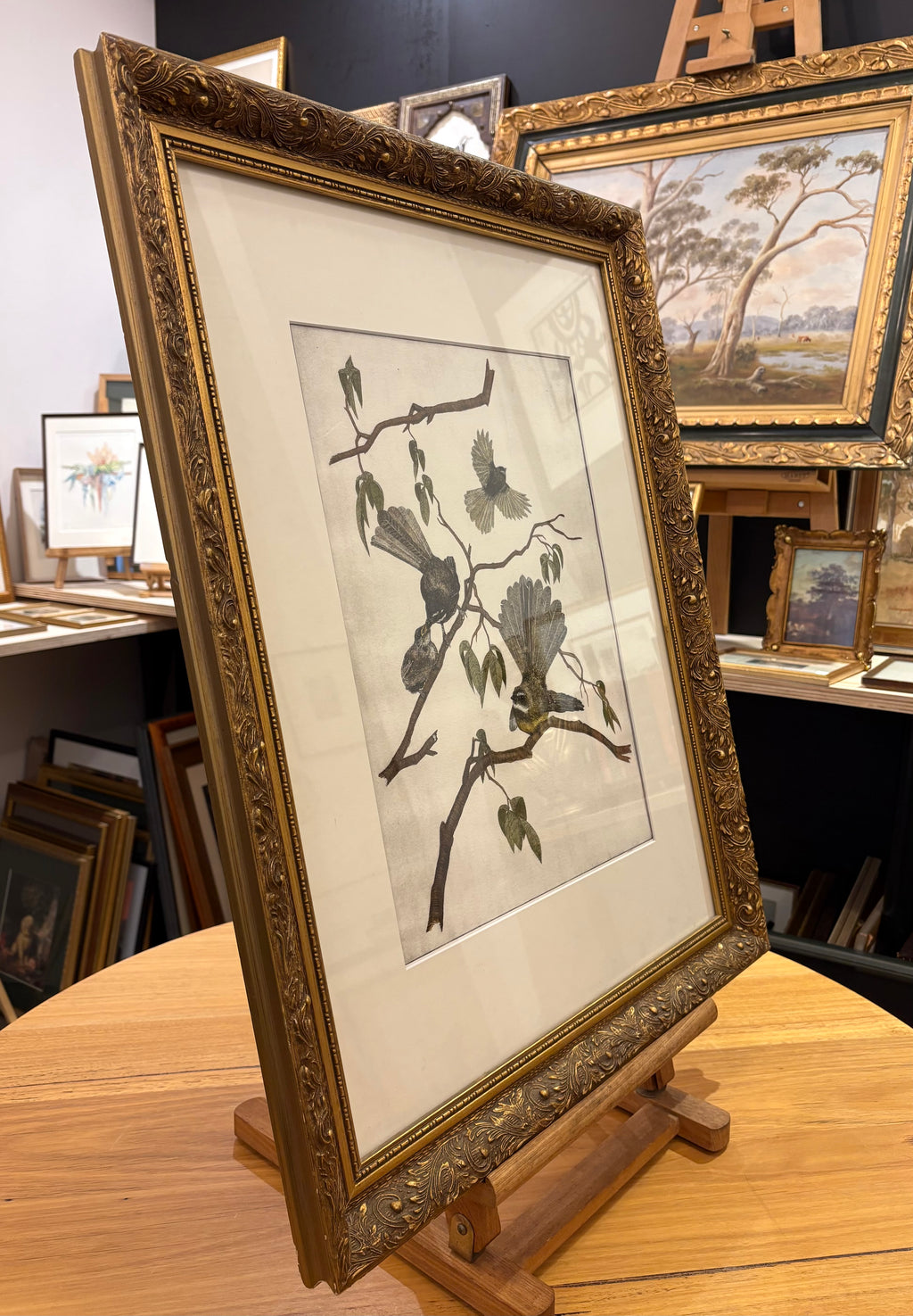 Original hand-coloured etching, Angus Fisher, Fantails, gilt framed art