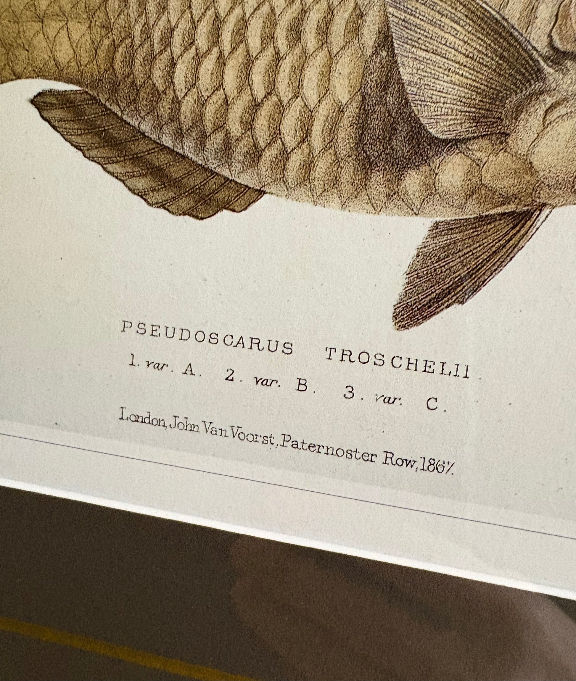 Vintage print, colourful parrot fish, framed wall art, vintage fishing print